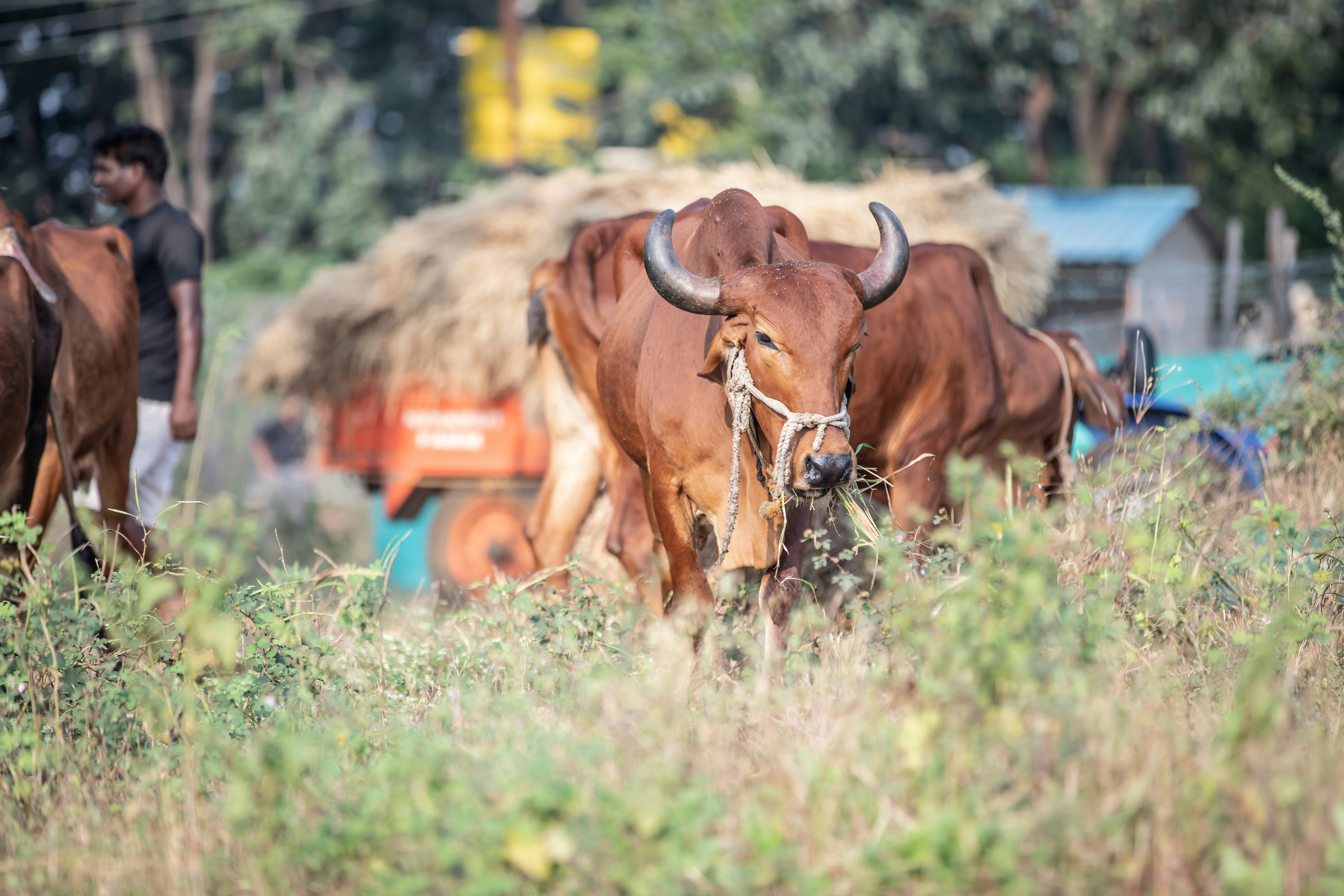 Photo by anil_sharma_india