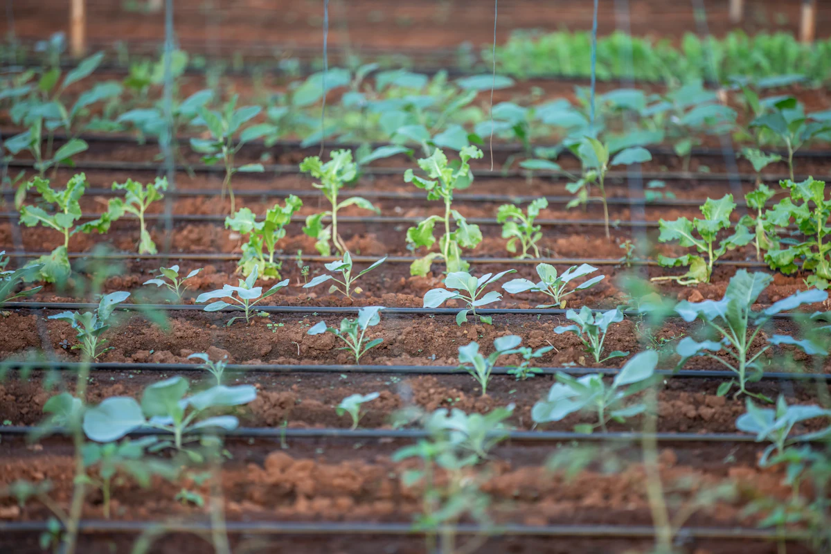 Young crop on a drip-irrigated bed