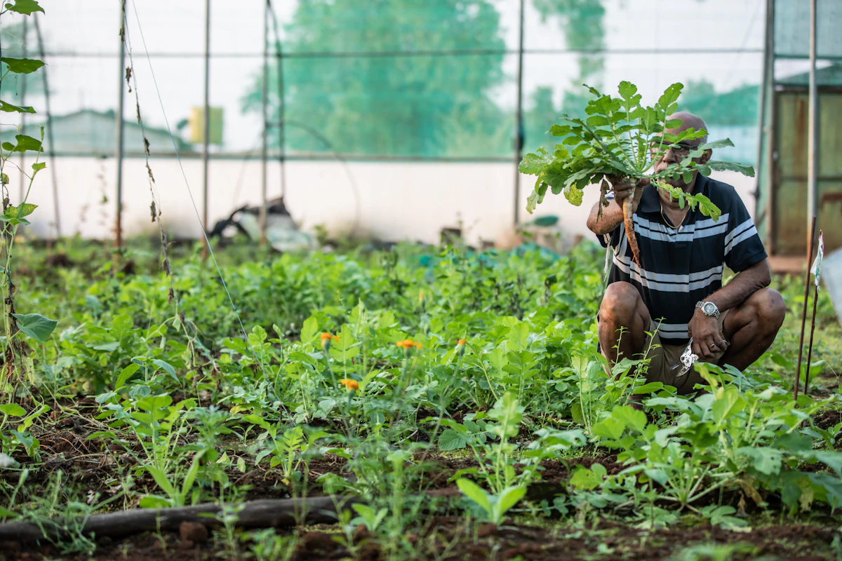 Farmer planting seedlings in a greenhouse