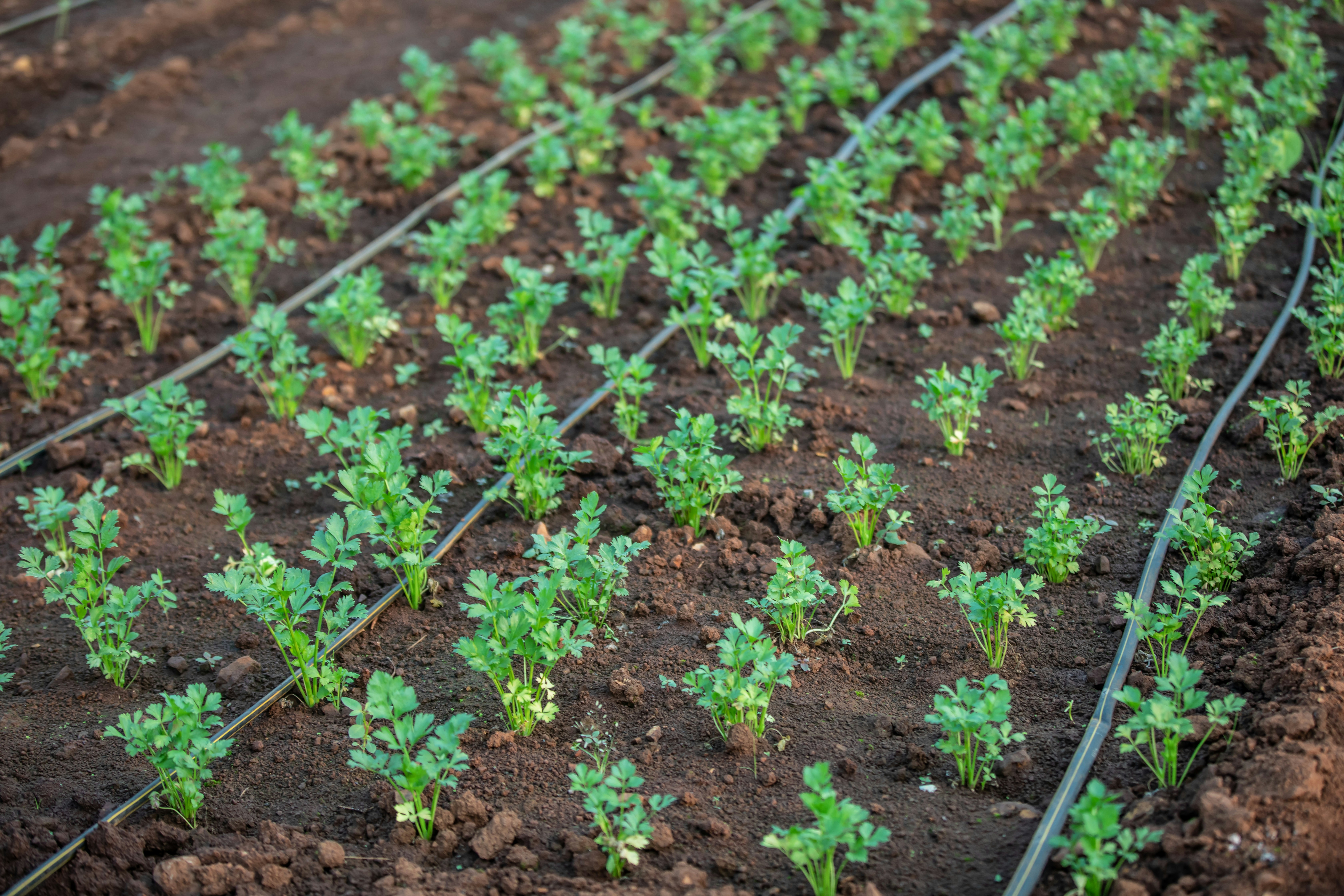 a row of small green plants growing in dirt