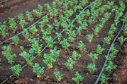 a row of small green plants growing in dirt