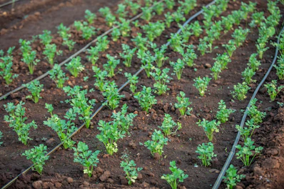 a row of small green plants growing in dirt