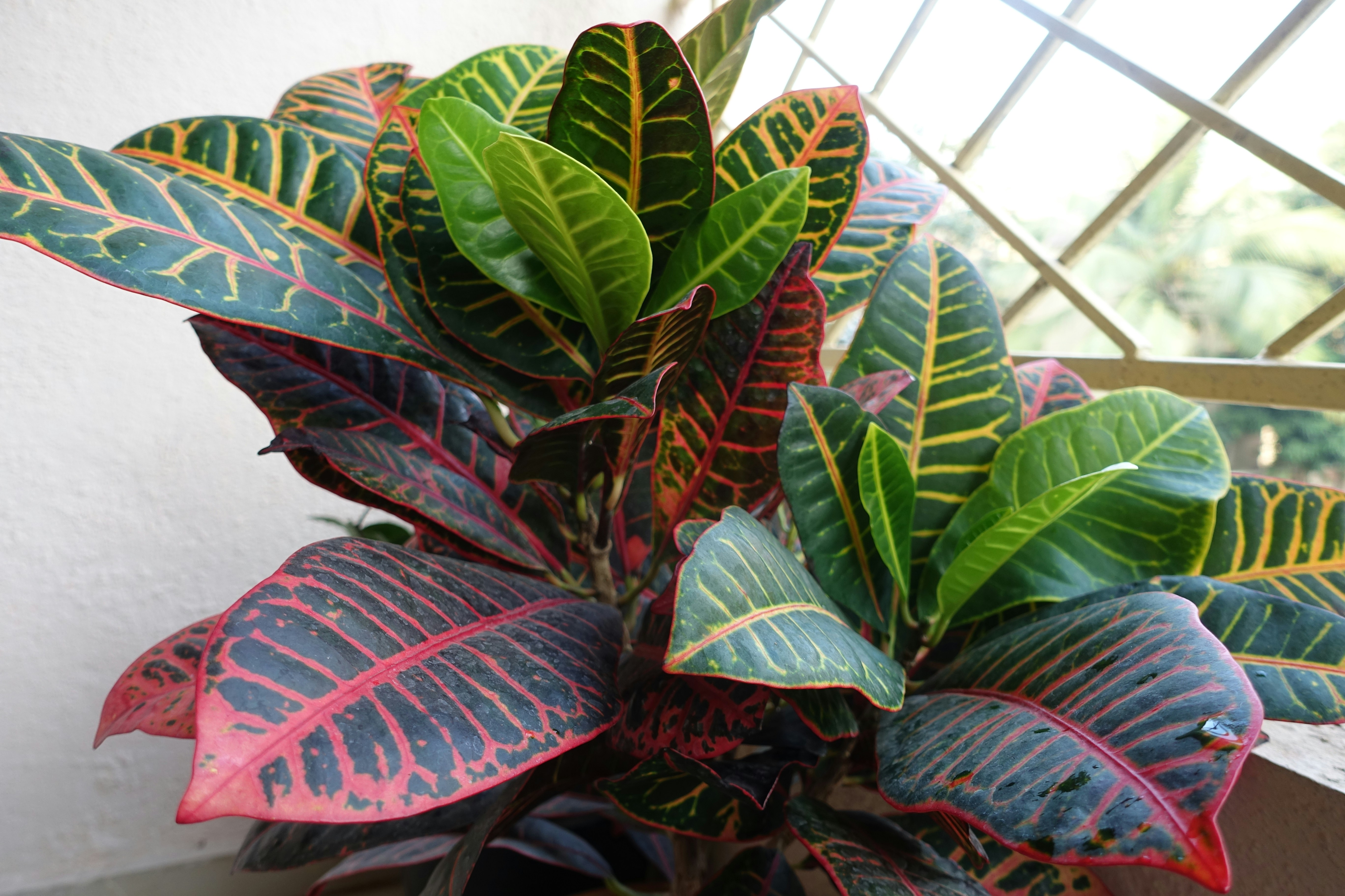 Artificial Croton Plant