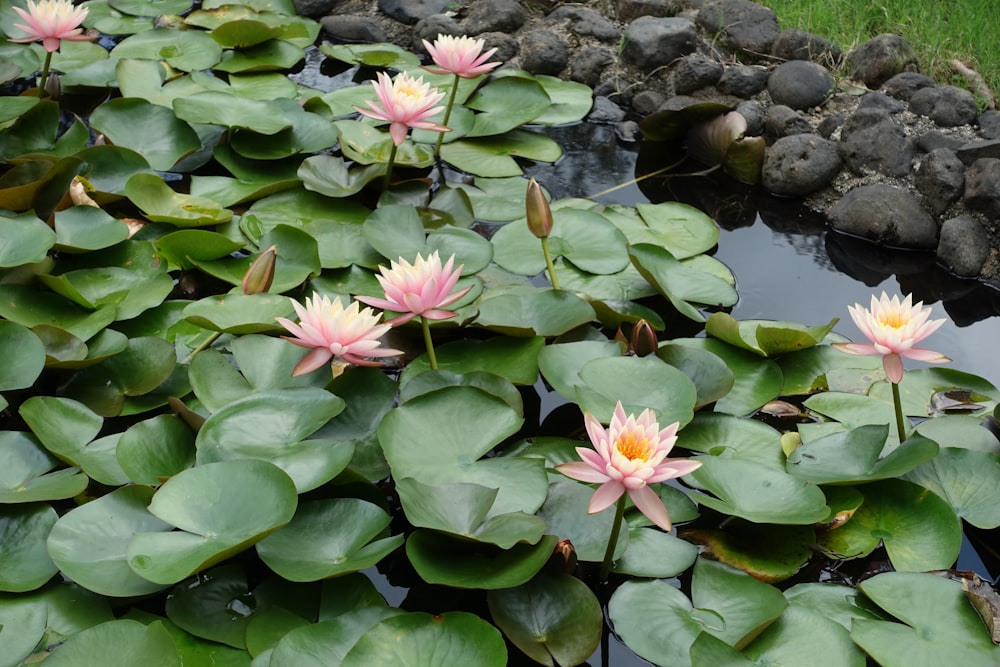 a pond filled with lots of water lilies