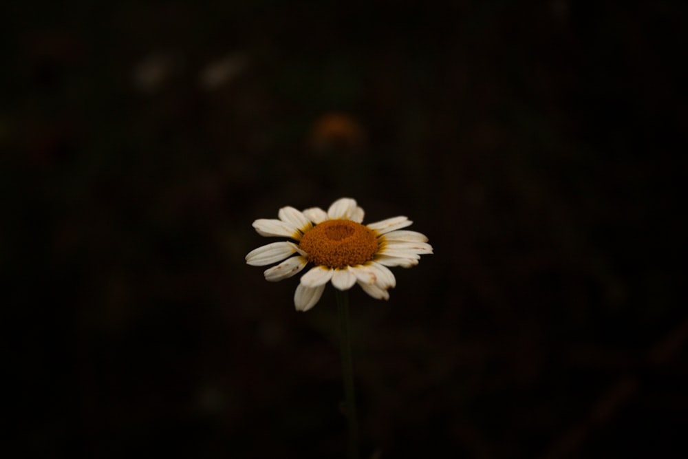 a single white flower with a brown center