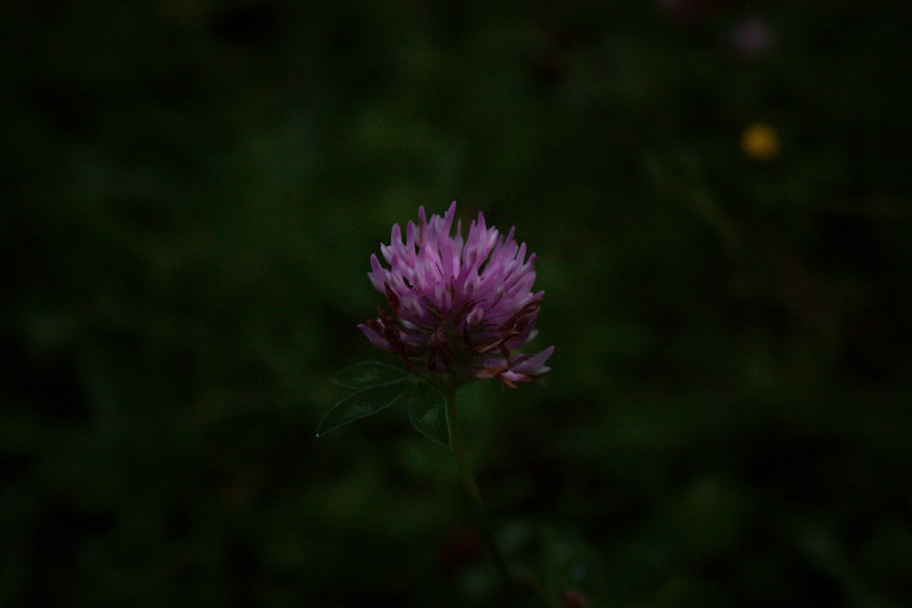 a single purple flower with green leaves in the background