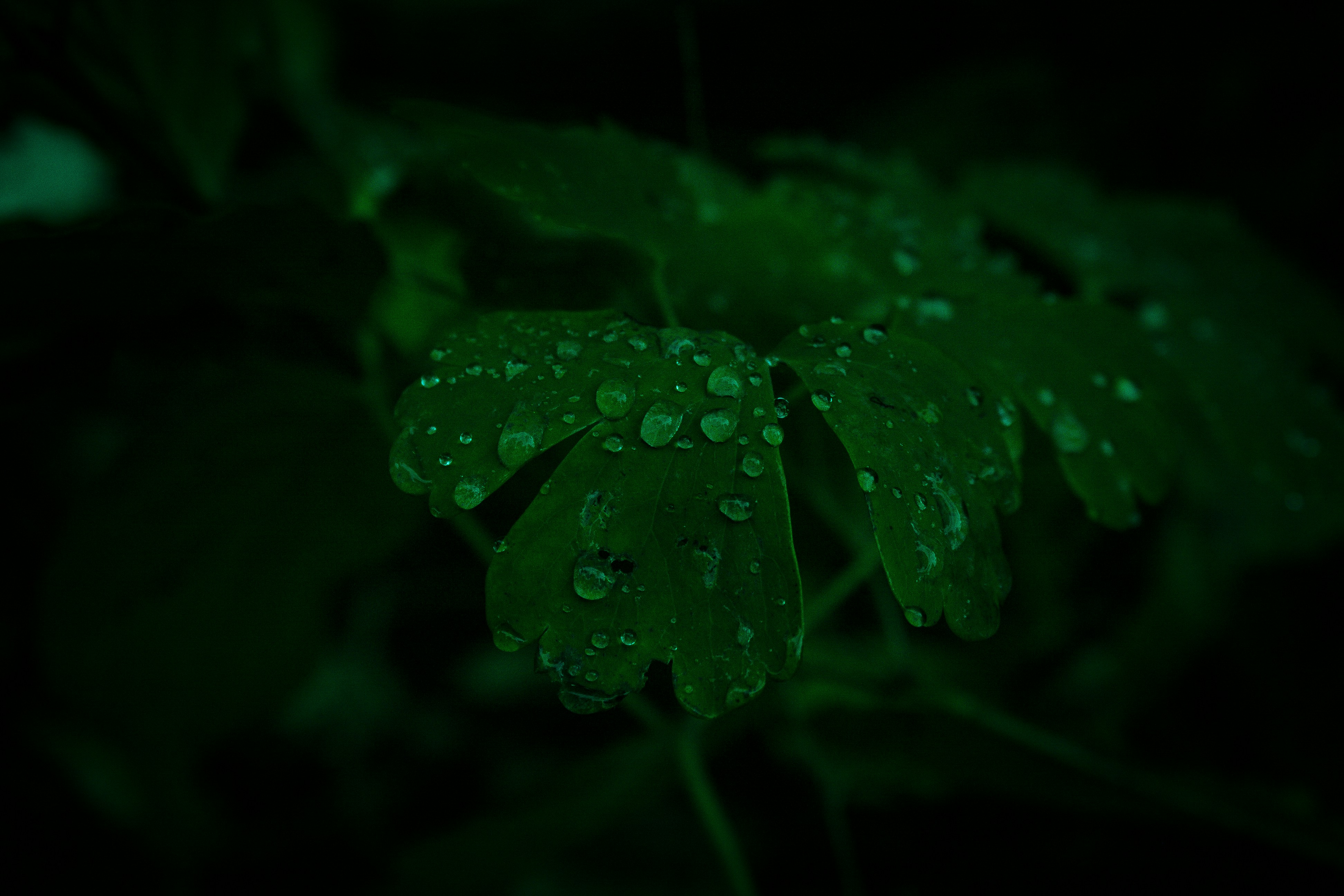 a green plant with water droplets on it