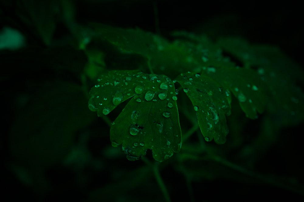 a green plant with water droplets on it