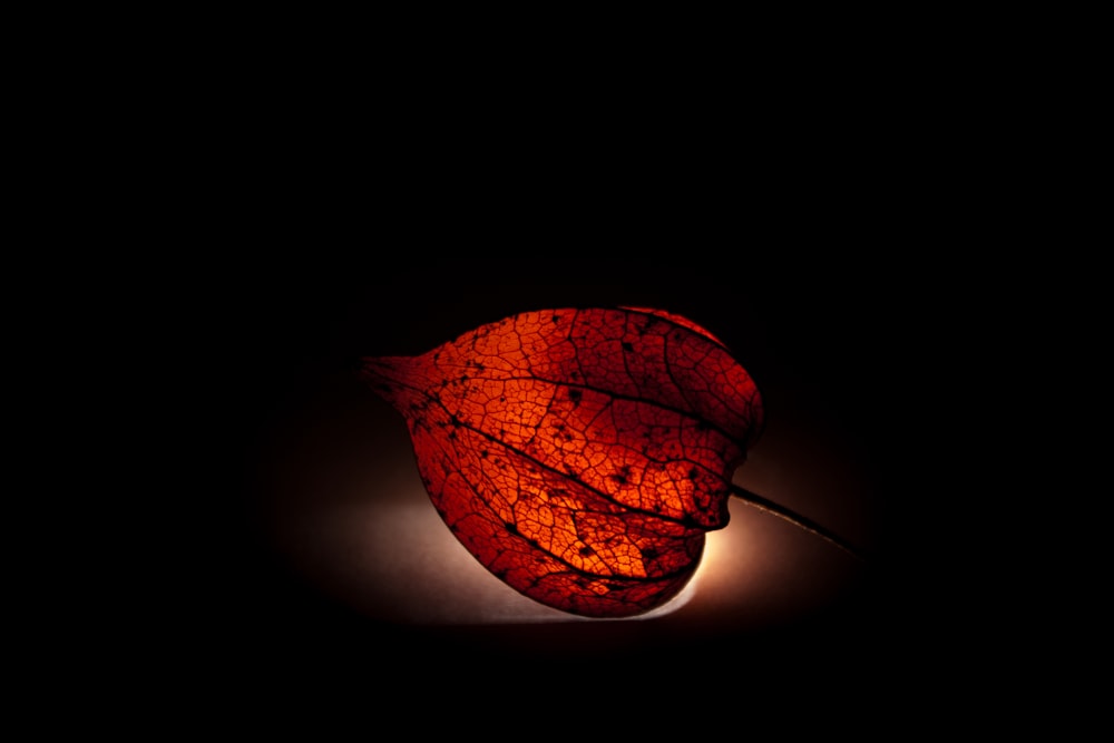 a red leaf is lit up in the dark
