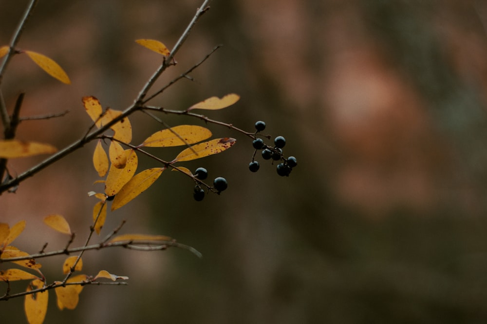 a branch with some black berries on it