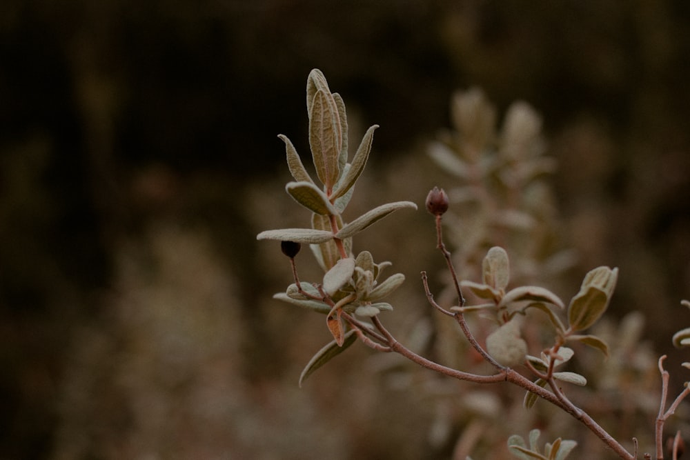 a close up of a plant with small leaves