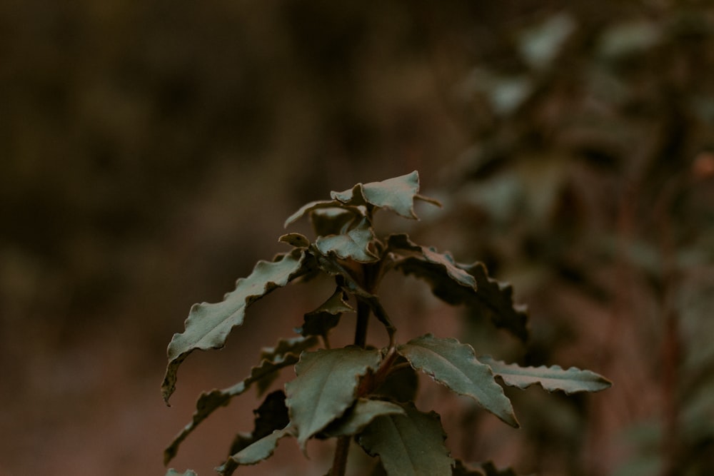 a close up of a plant with leaves