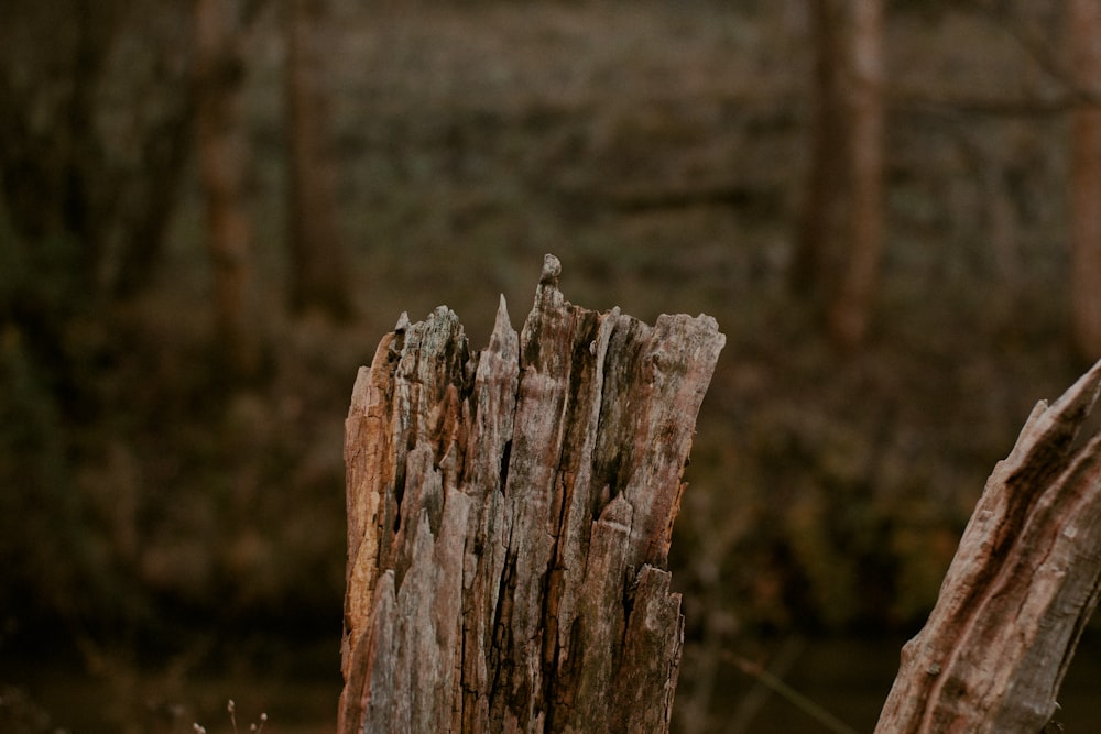 a bird is perched on a tree stump