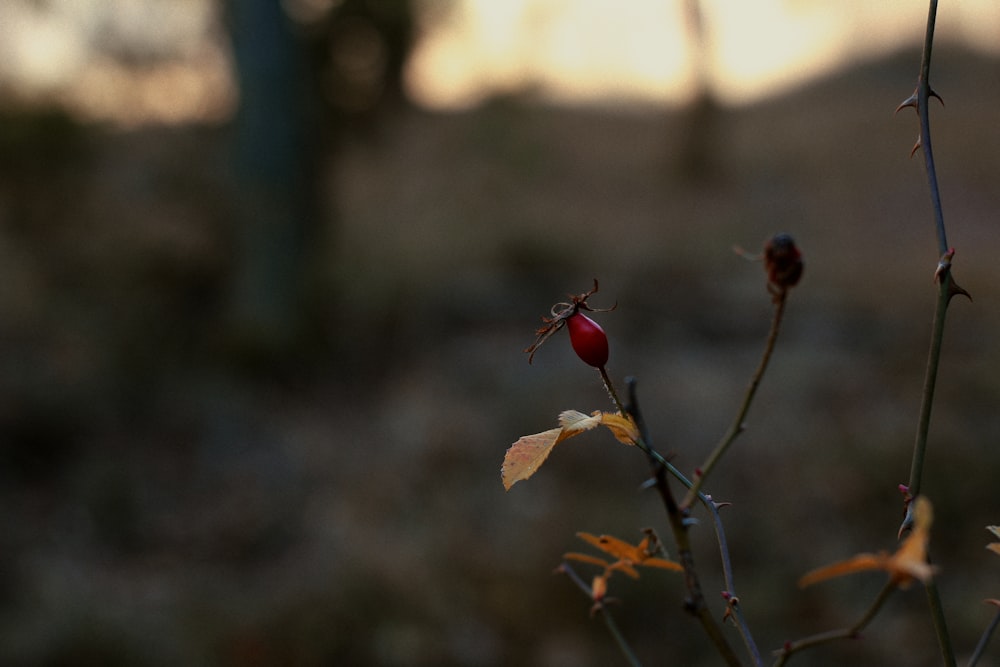 a plant with a red flower in the middle of a field