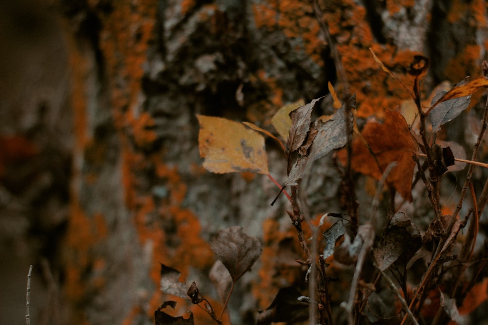 a close up of leaves on a tree