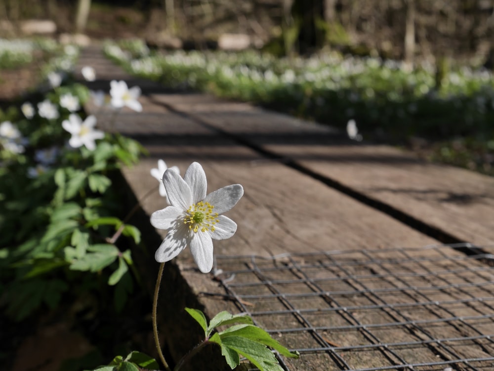 a white flower sitting on top of a wooden table