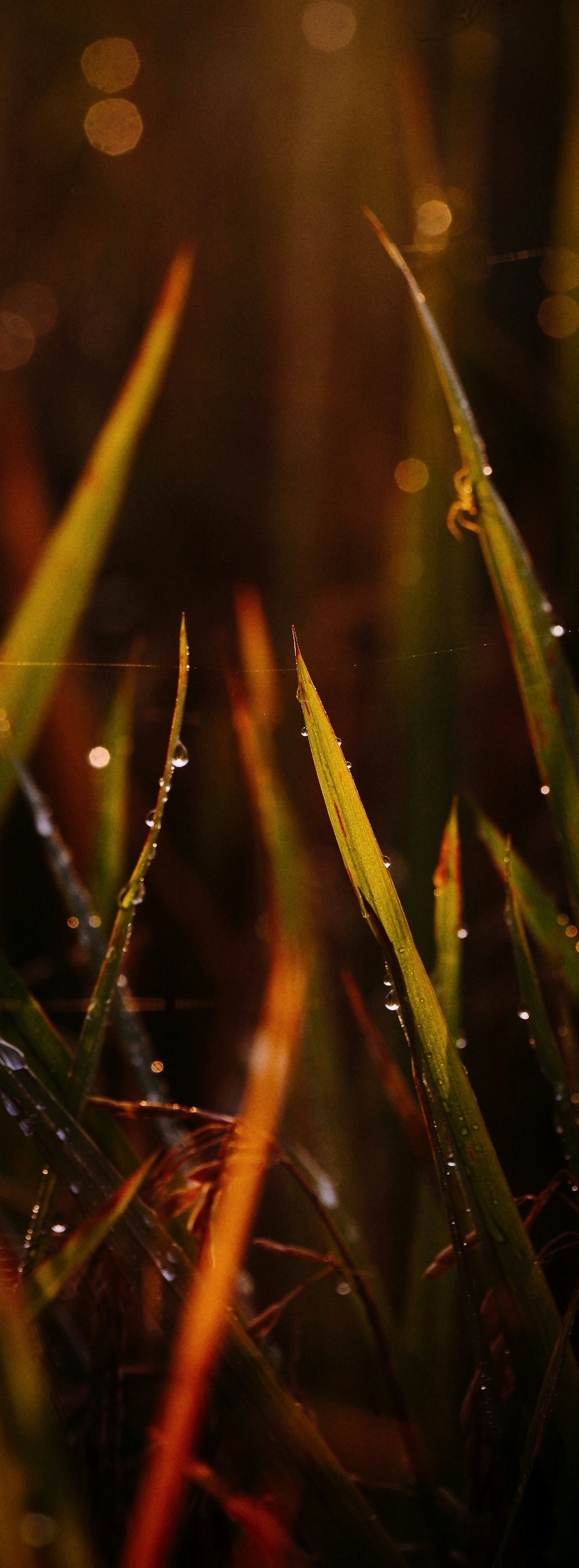 Photo by alexeydemidov