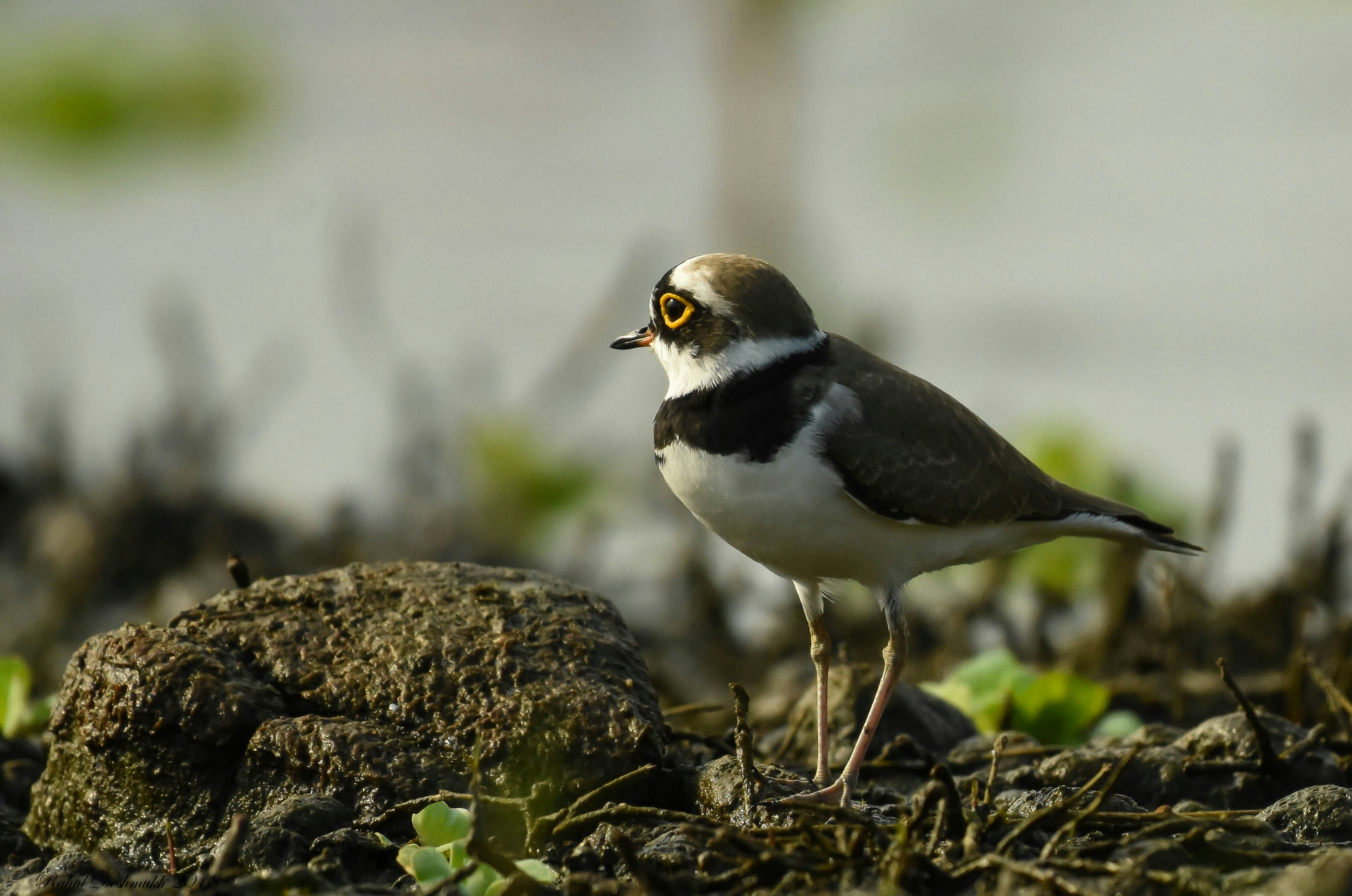 Photo by rahuldeshmukh18