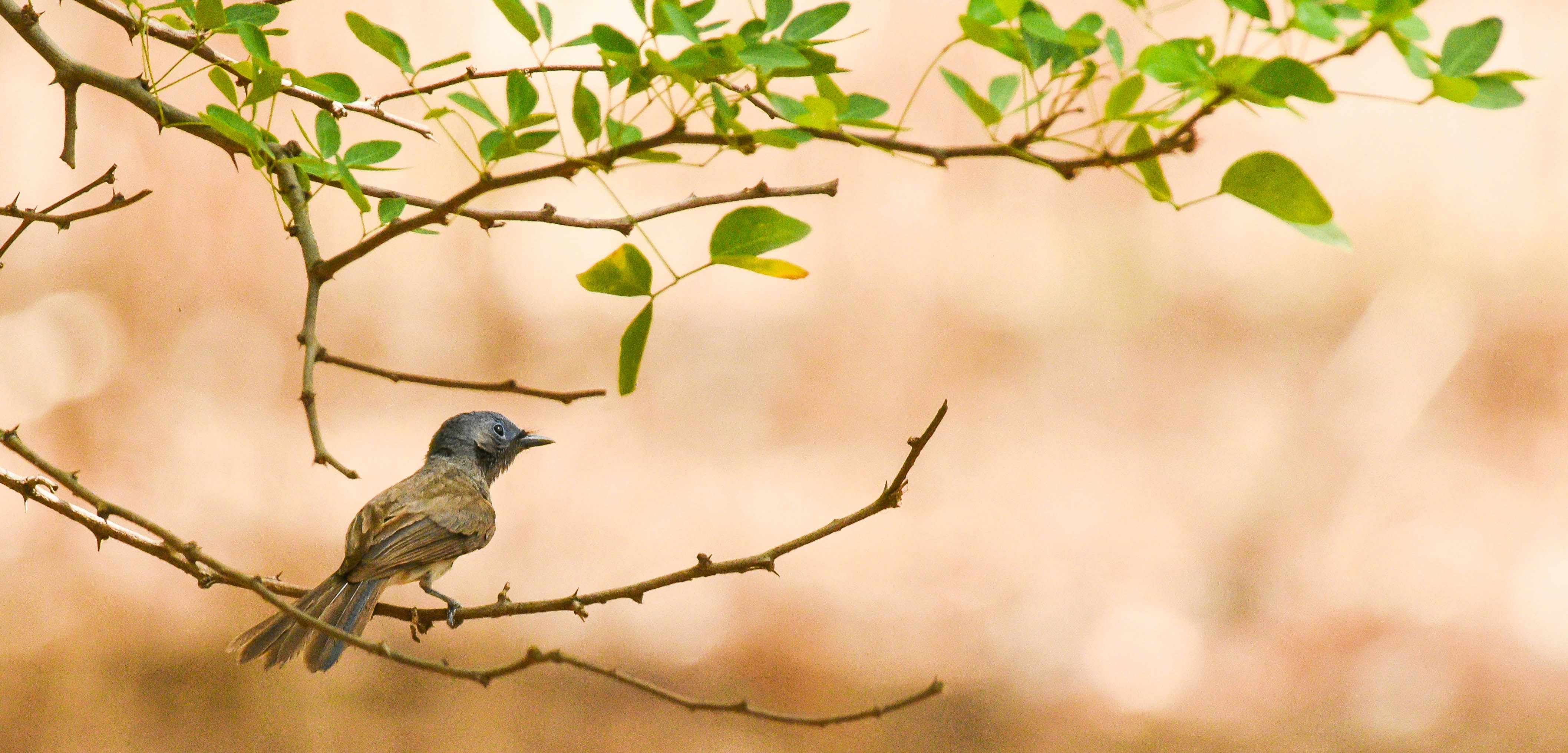 Photo by rahuldeshmukh18