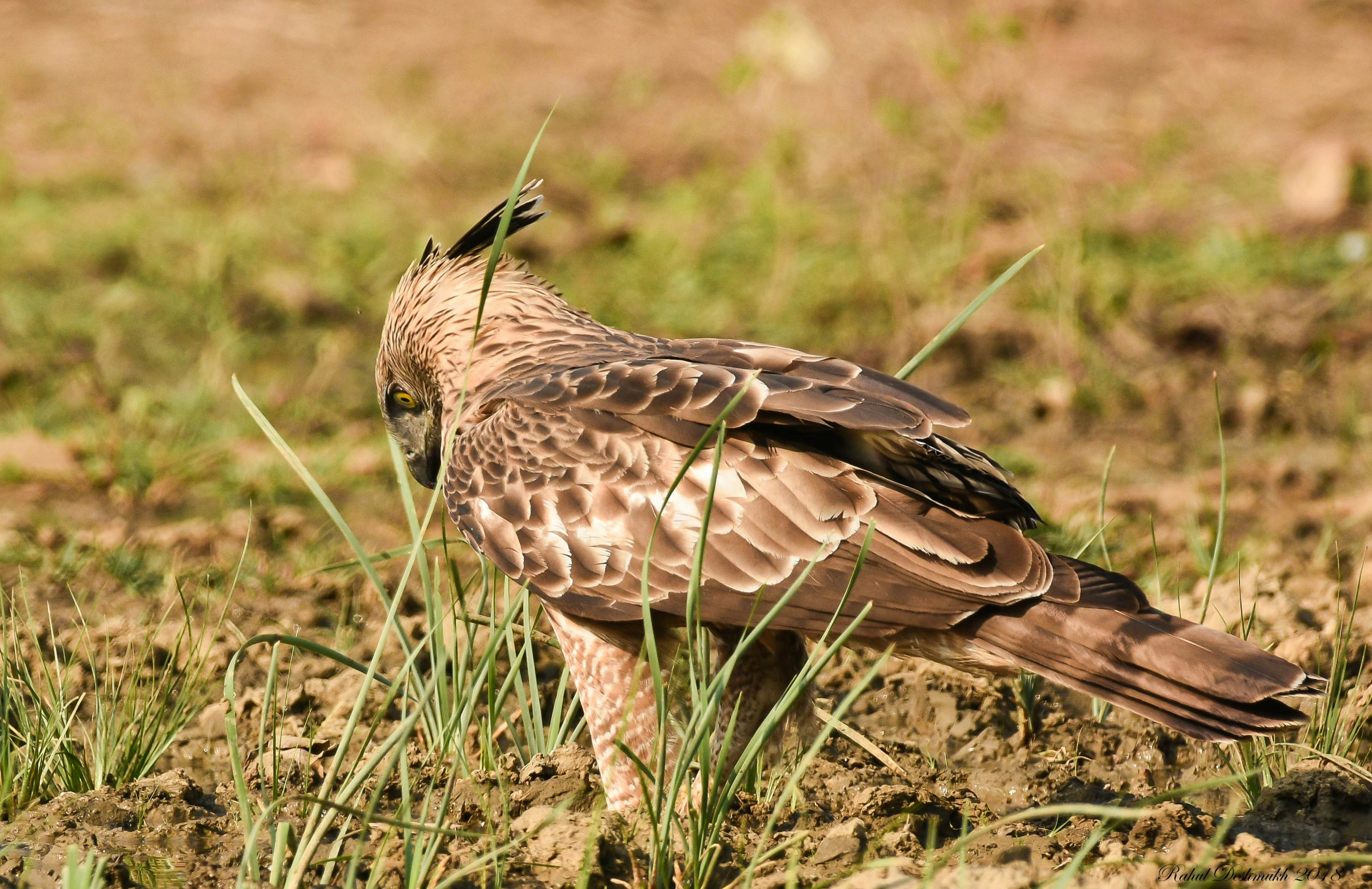 Photo by rahuldeshmukh18