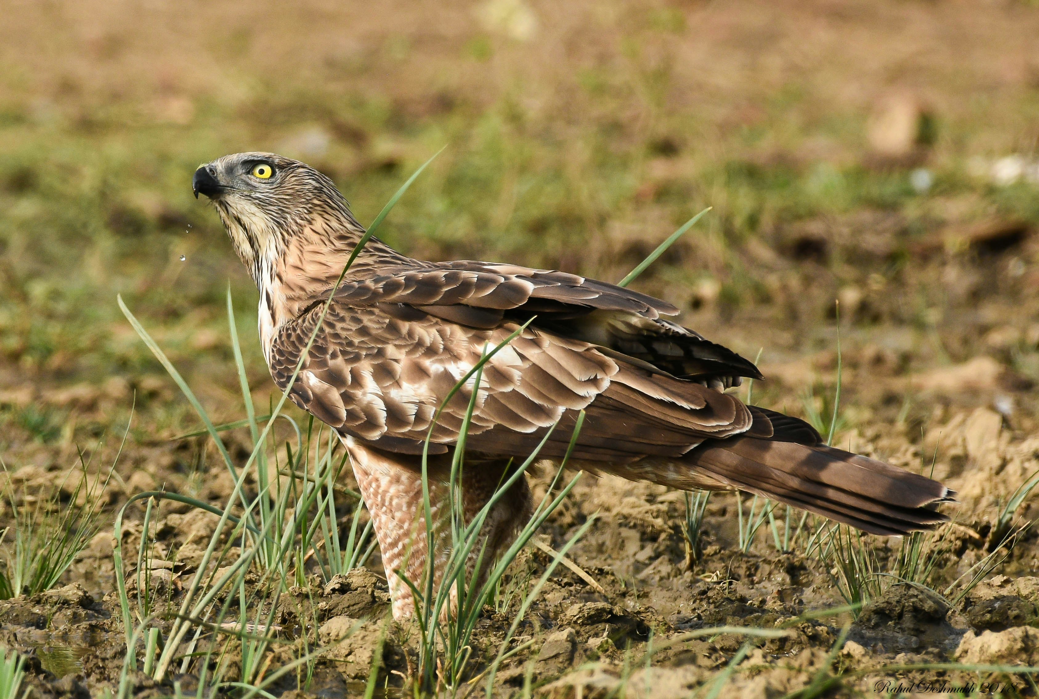 Photo by rahuldeshmukh18