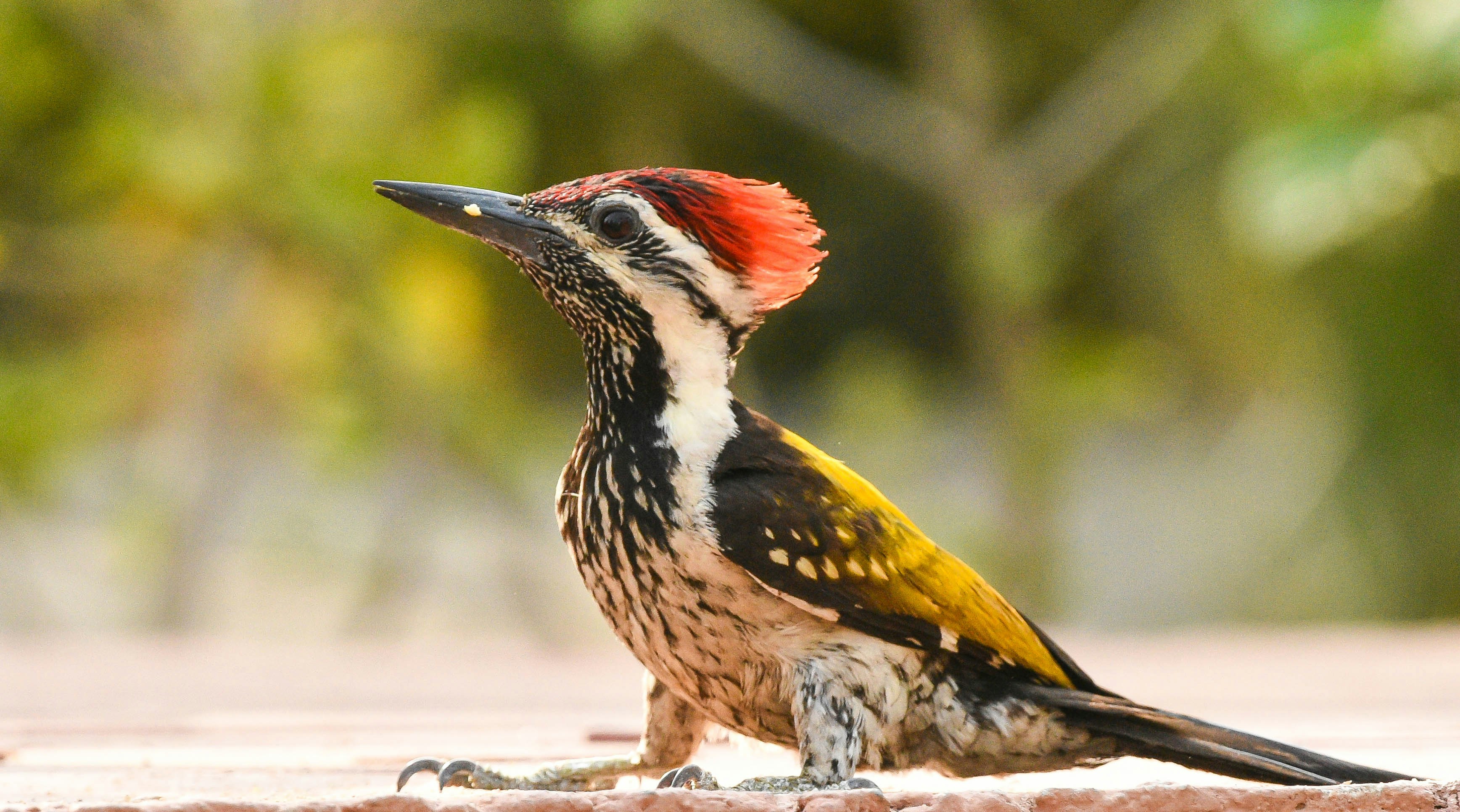 Photo by rahuldeshmukh18