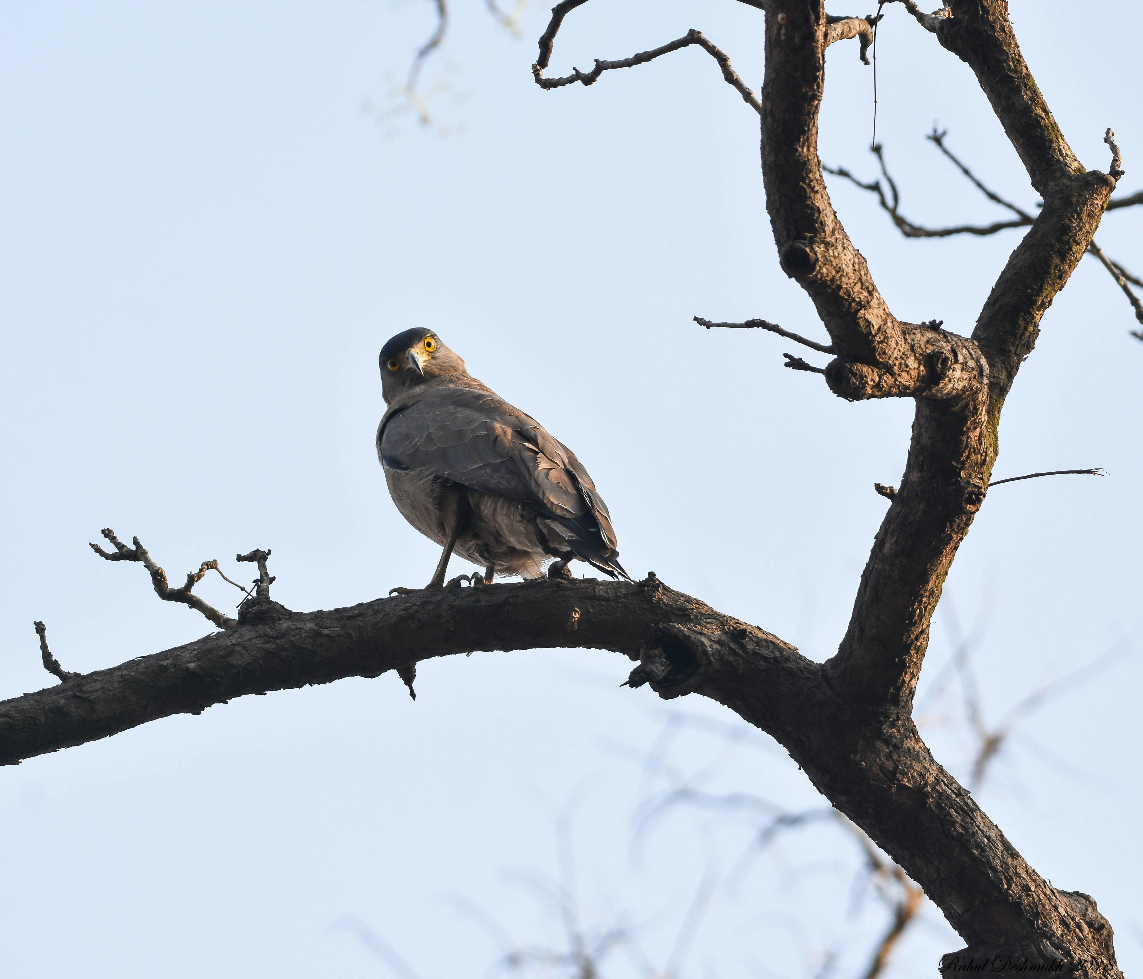 Photo by rahuldeshmukh18