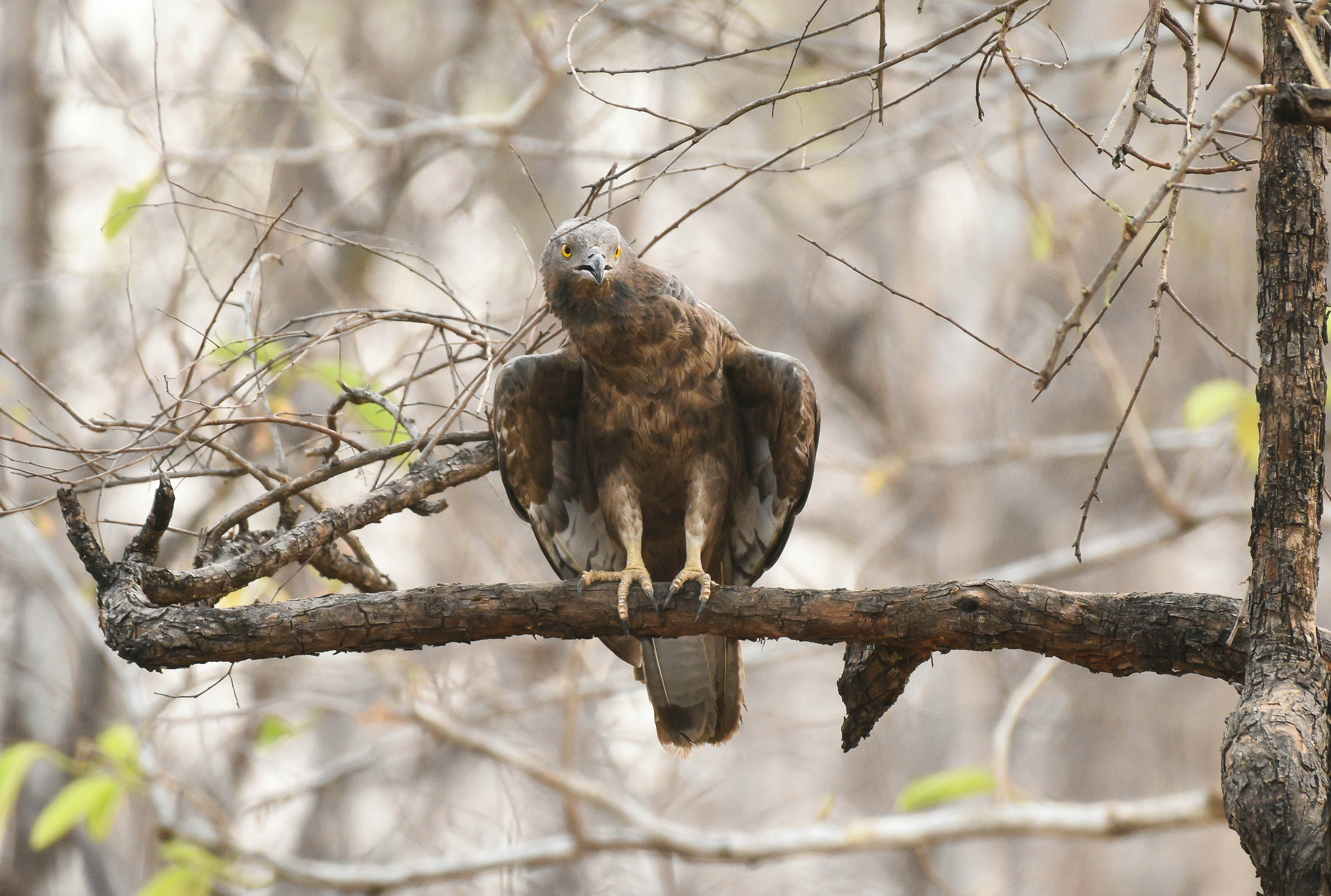 Photo by rahuldeshmukh18