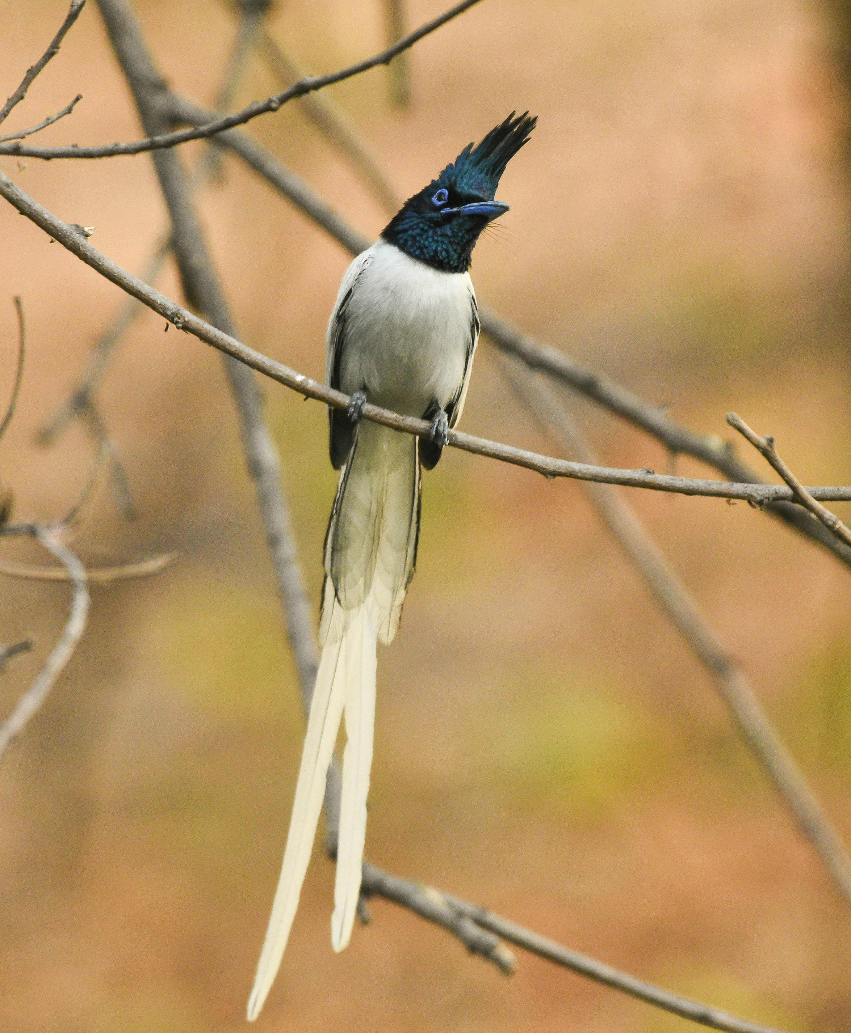 Photo by rahuldeshmukh18