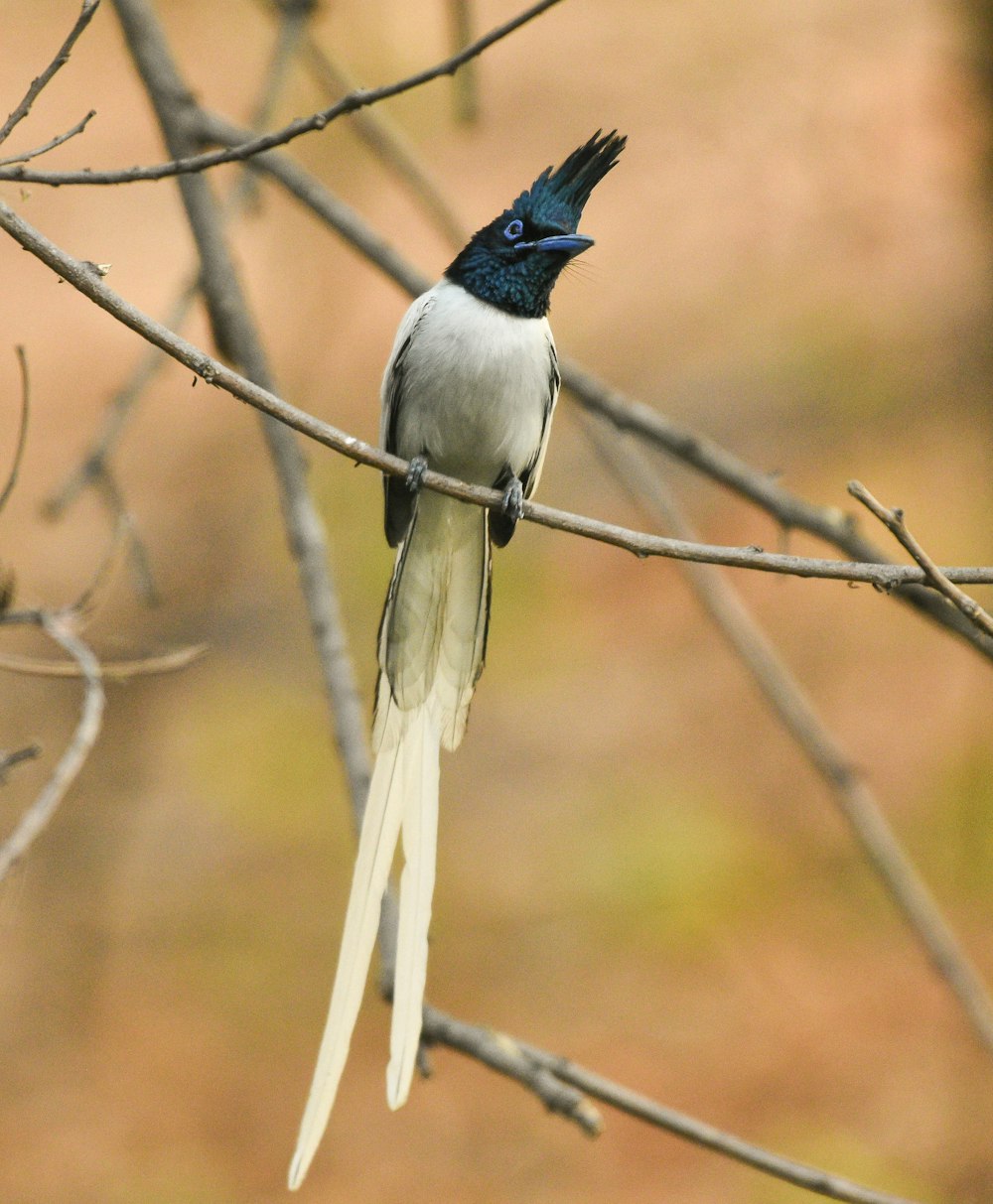 a bird sitting on a branch of a tree