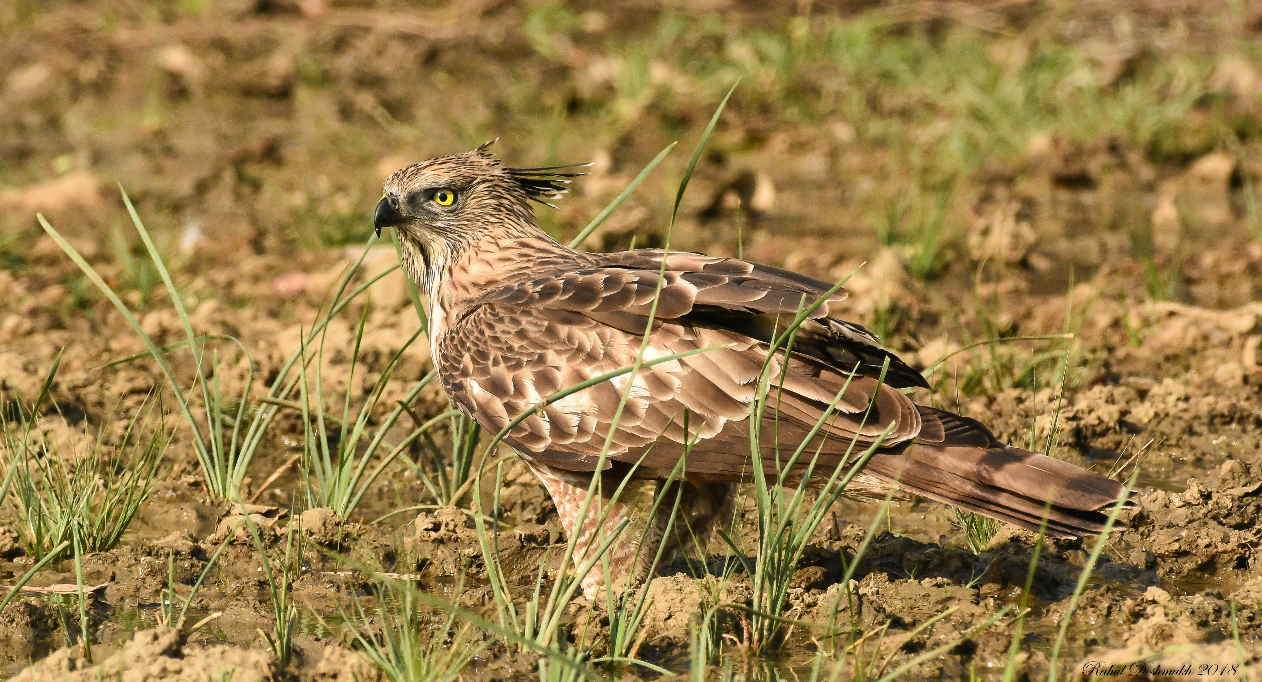 Photo by rahuldeshmukh18
