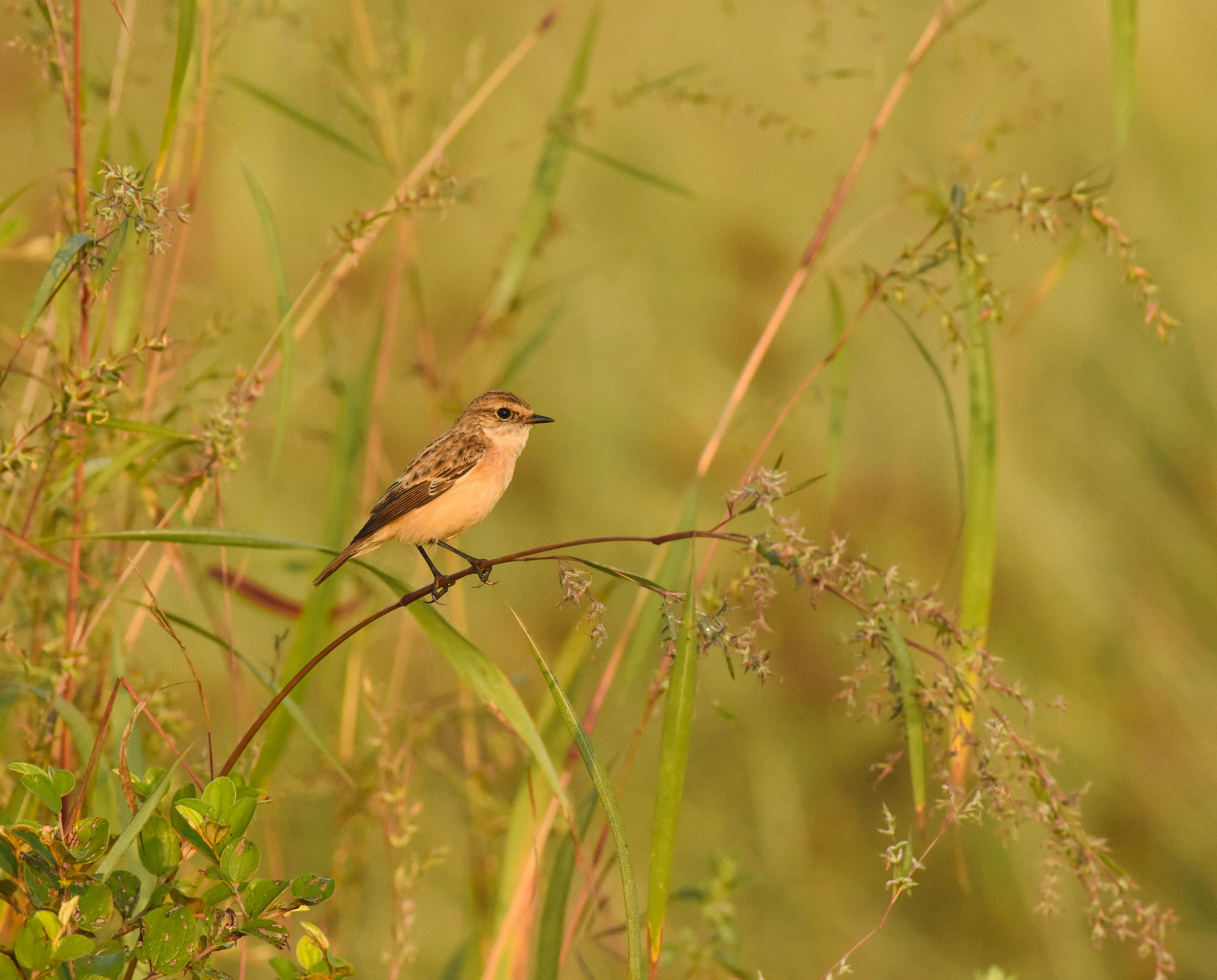 Photo by rahuldeshmukh18