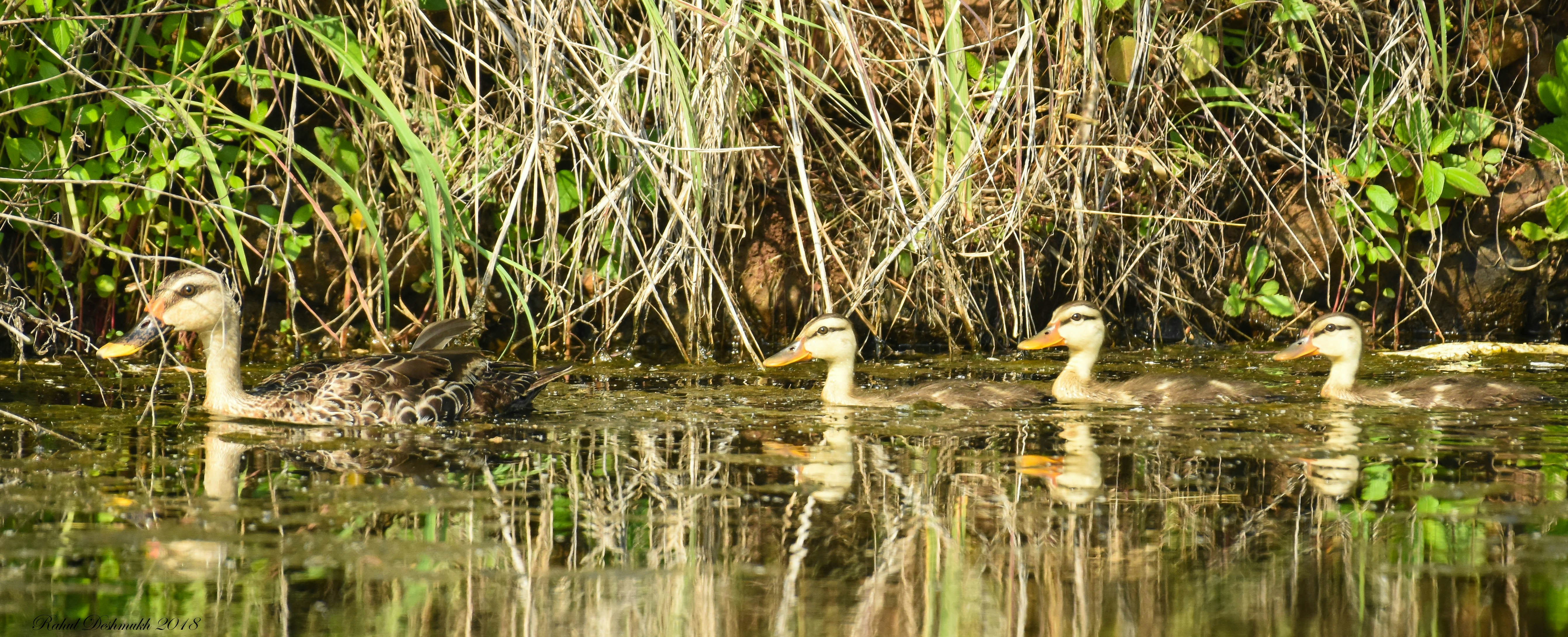 Photo by rahuldeshmukh18