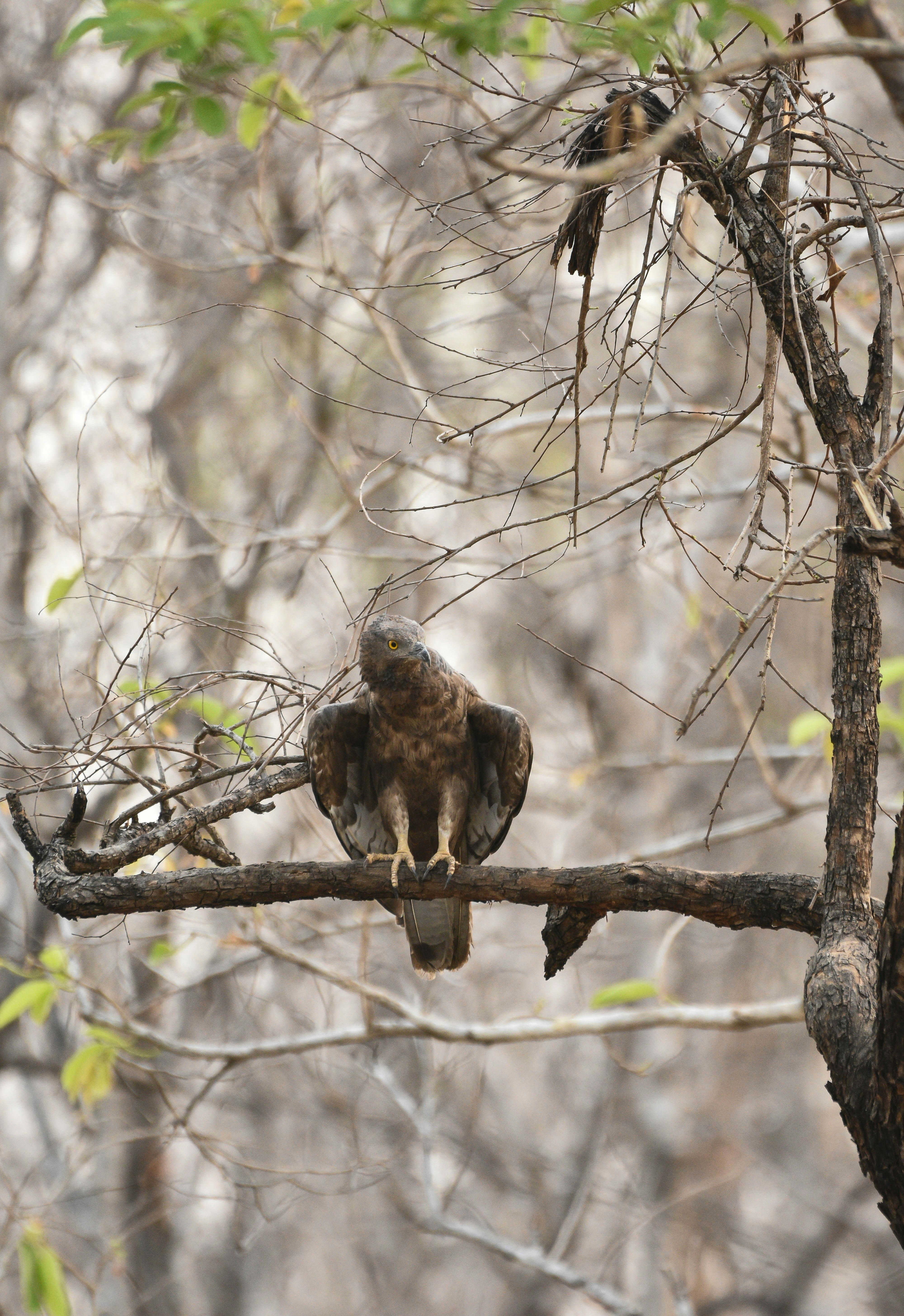 Photo by rahuldeshmukh18