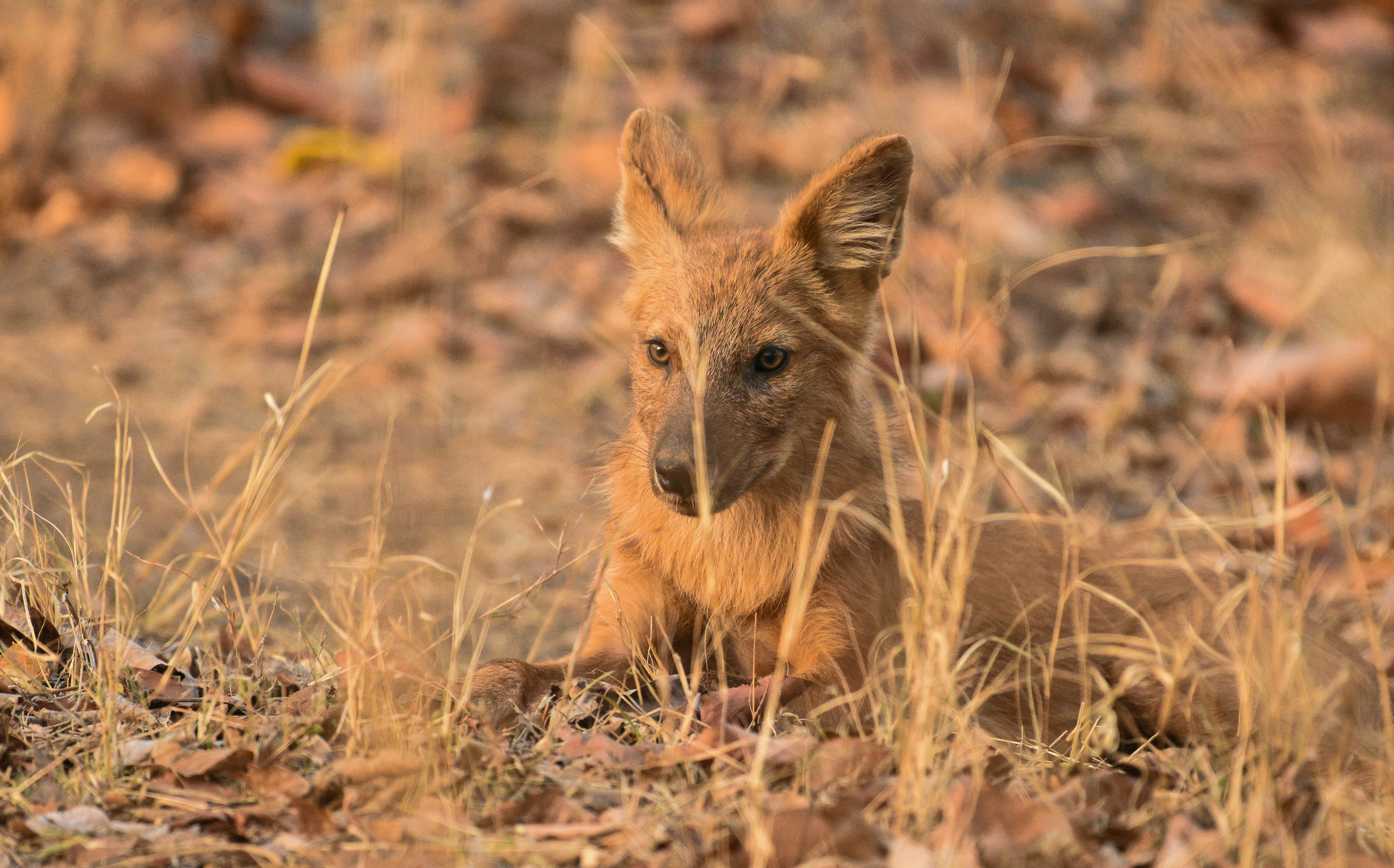 Photo by rahuldeshmukh18