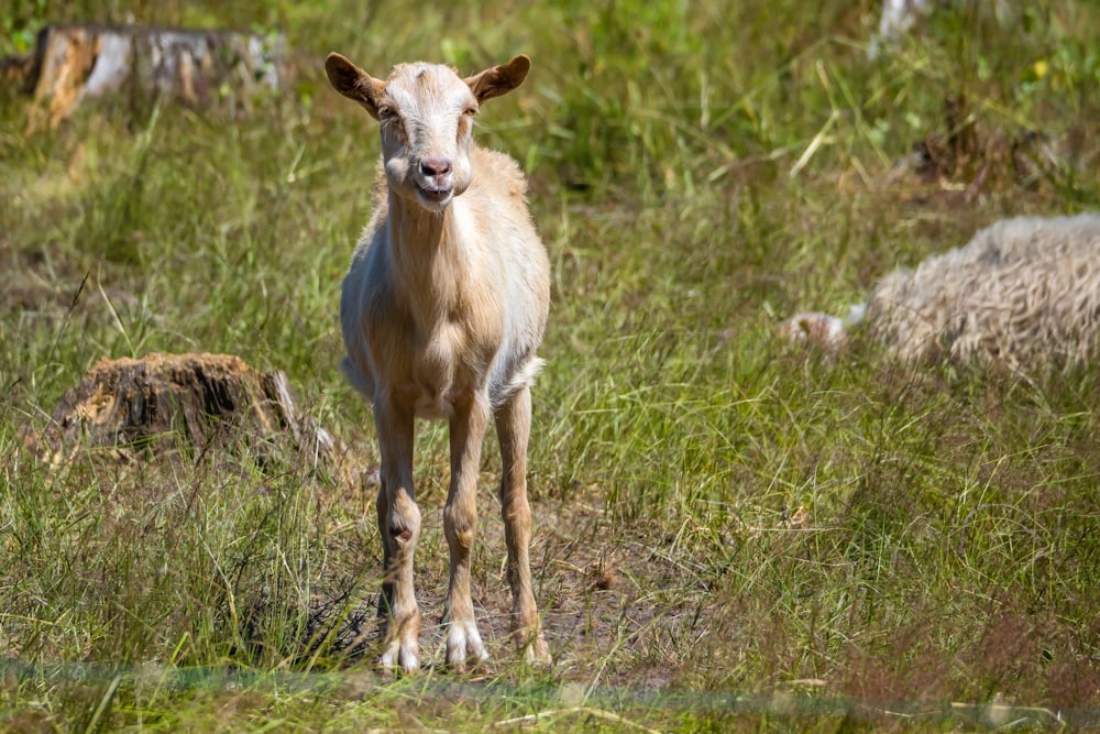 a brown cow standing on top of a grass covered field