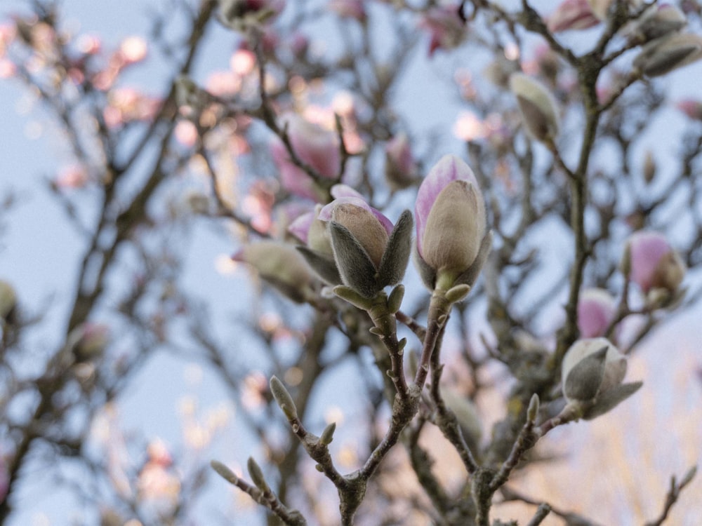 a close up of a tree with pink flowers