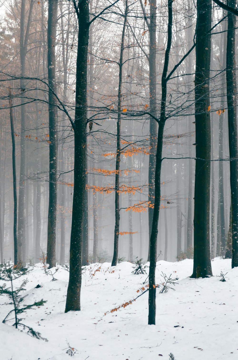 Una foresta piena di molti alberi coperti di neve