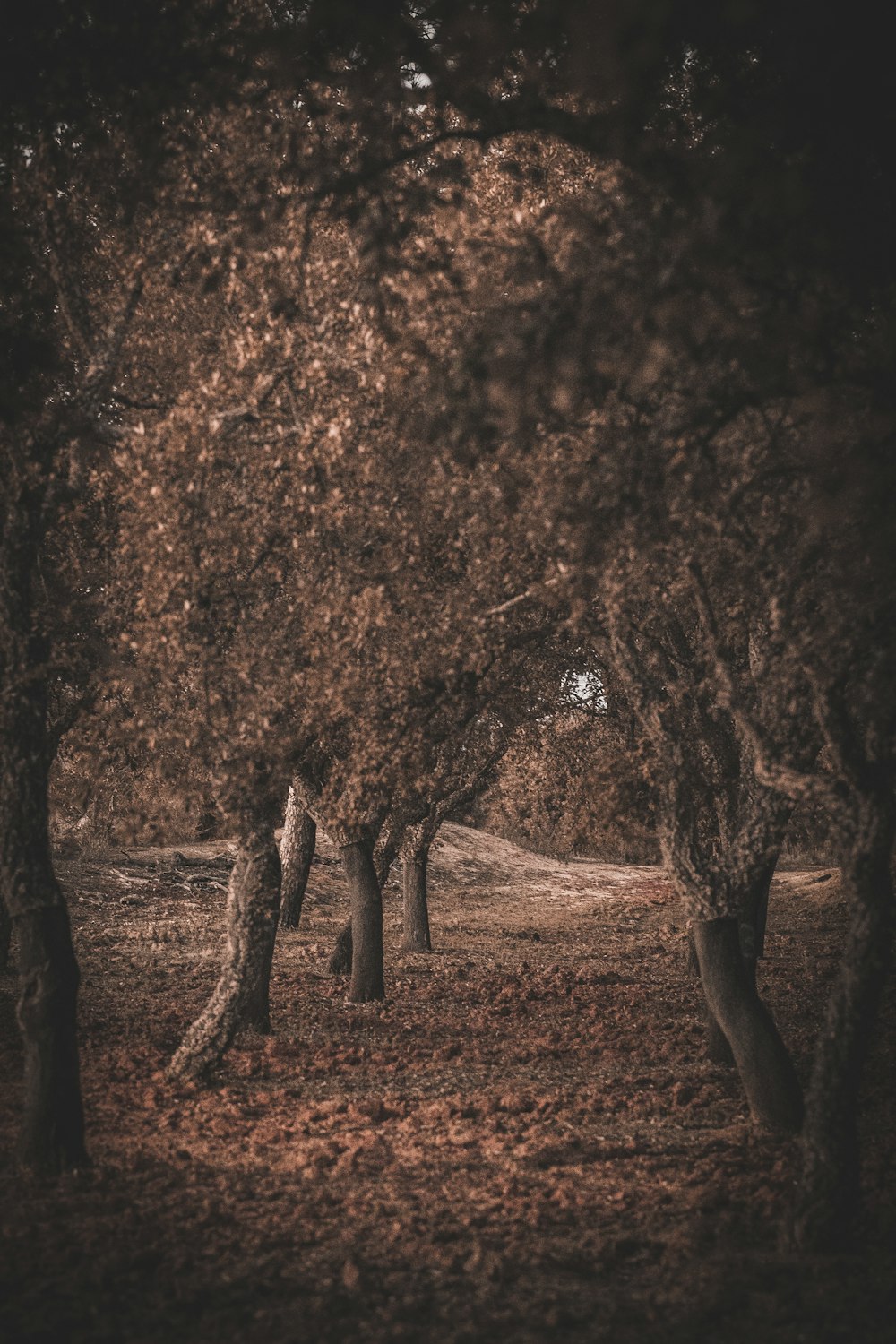 a tree in a forest