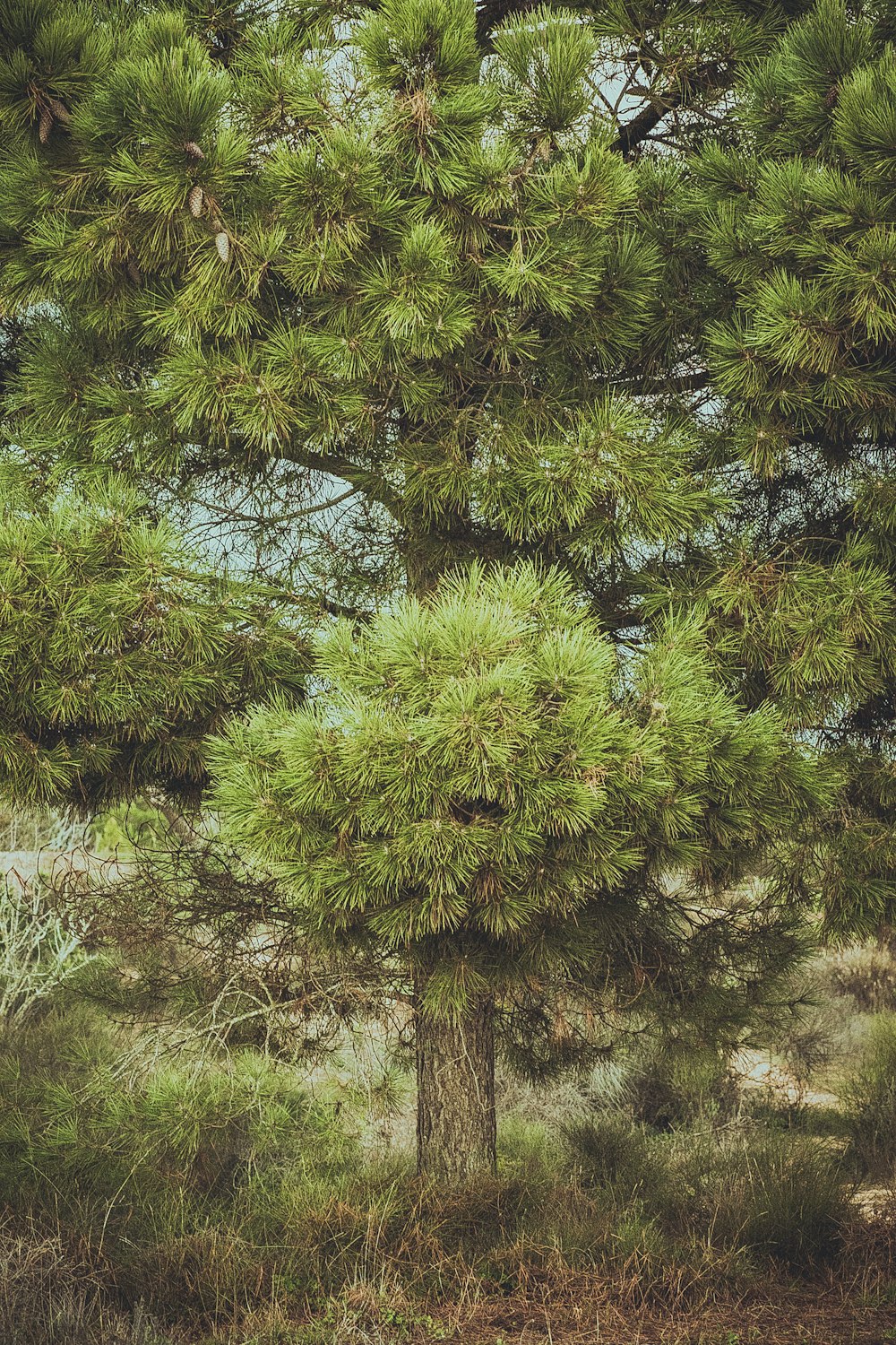 a tree in a forest