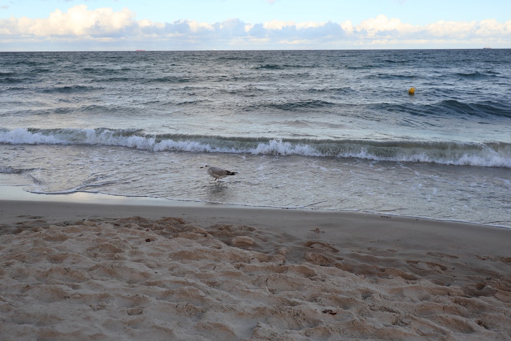 a bird is standing in the water at the beach