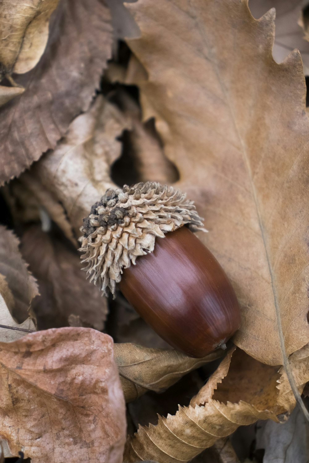 a close up of an acorn on the ground