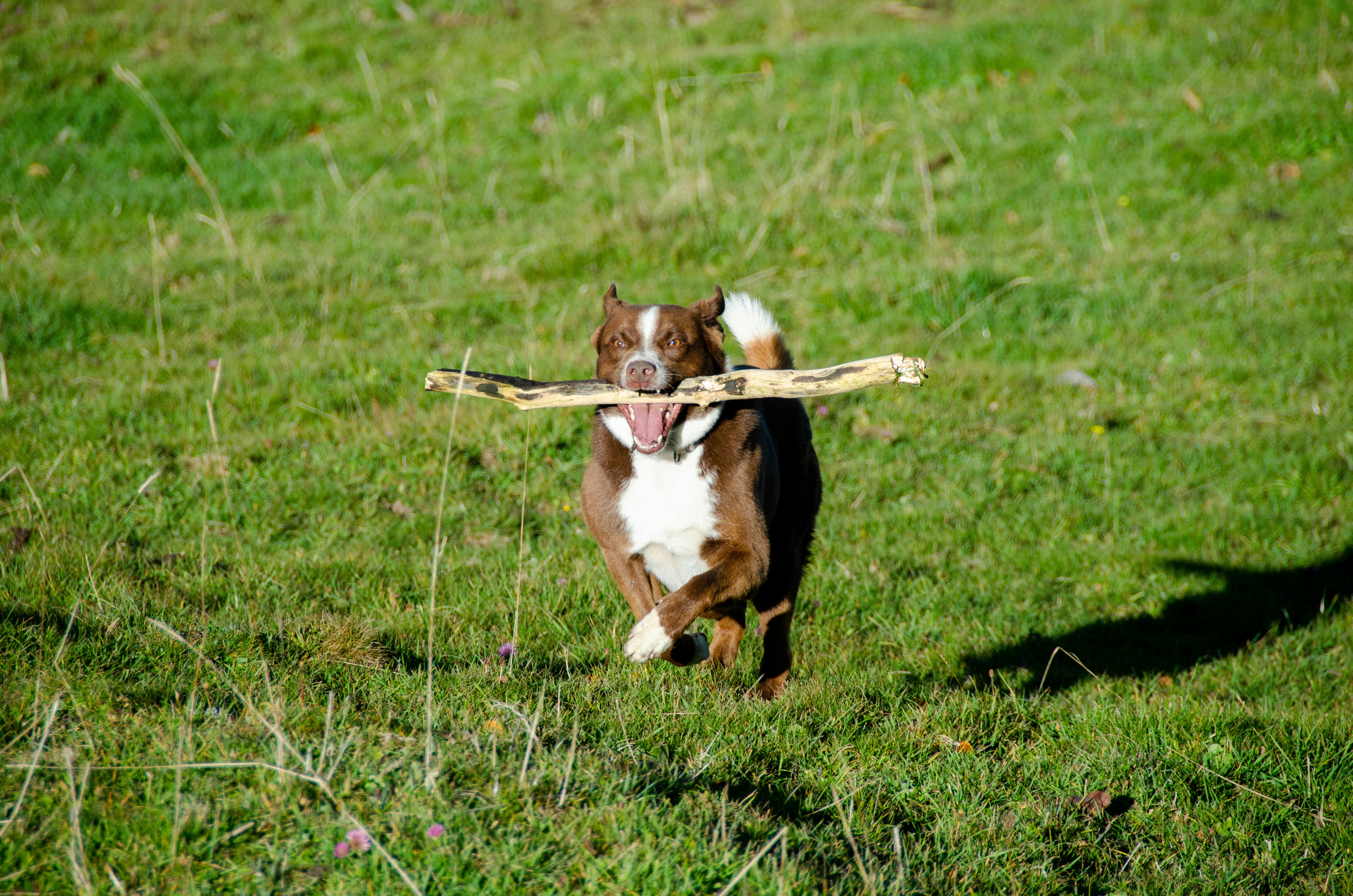 a dog standing on top of a grass covered field