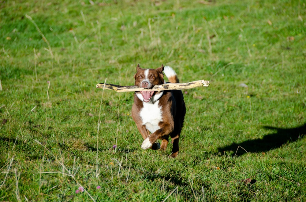 a dog standing on top of a grass covered field