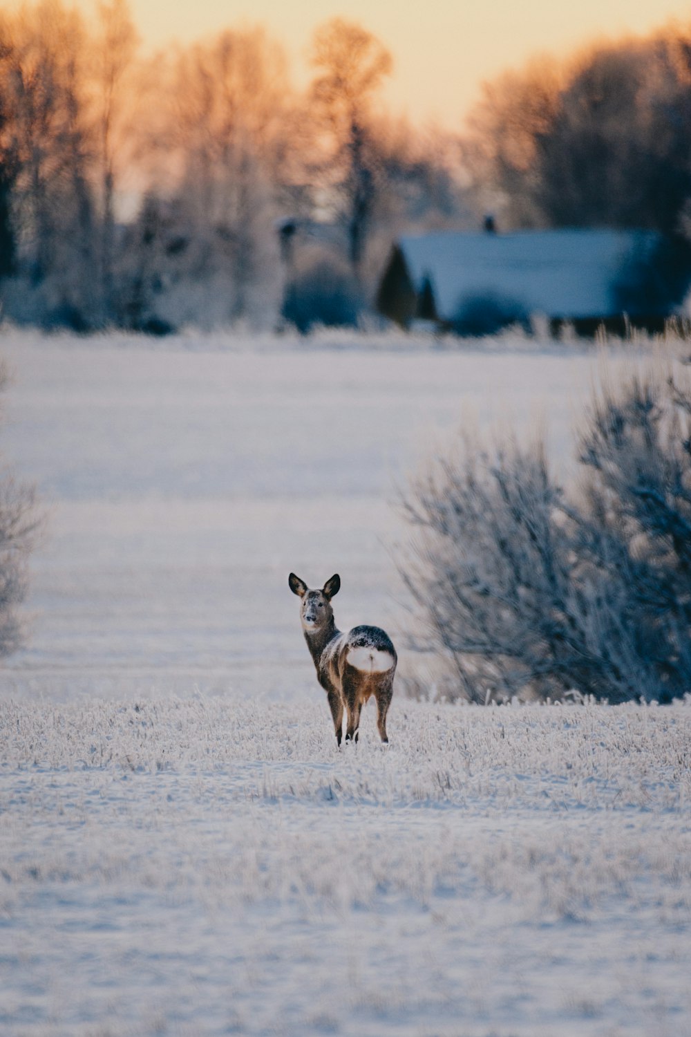 a herd of sheep walking across a snow covered field