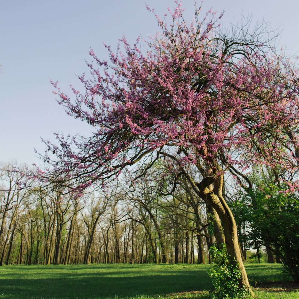 a tree with purple flowers in a park