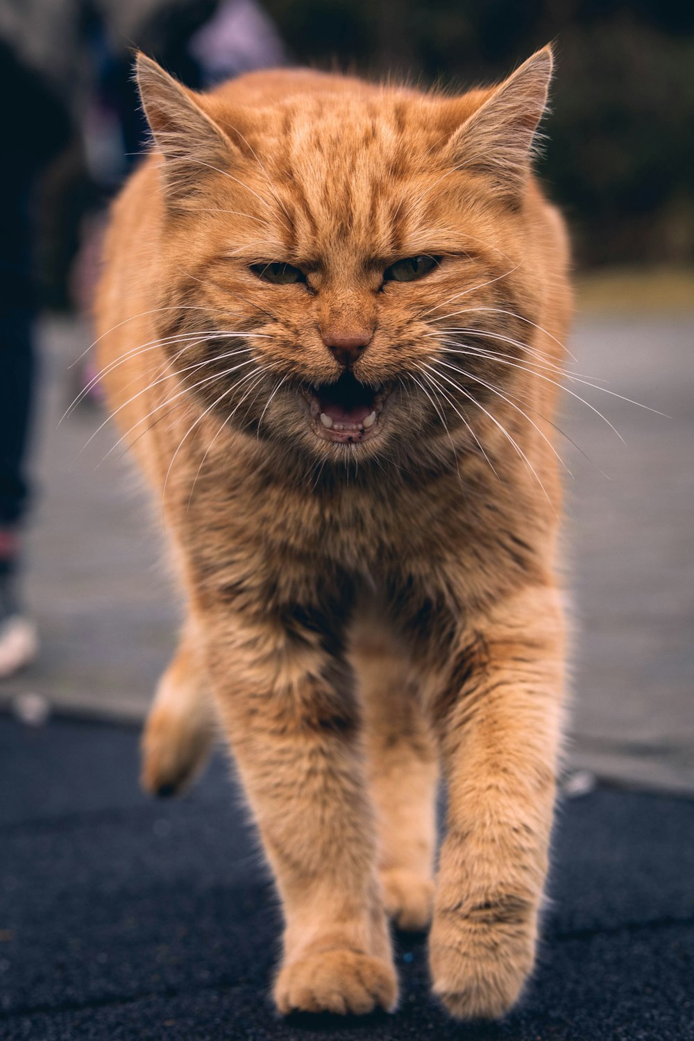 Un primer plano de un gato caminando por una calle