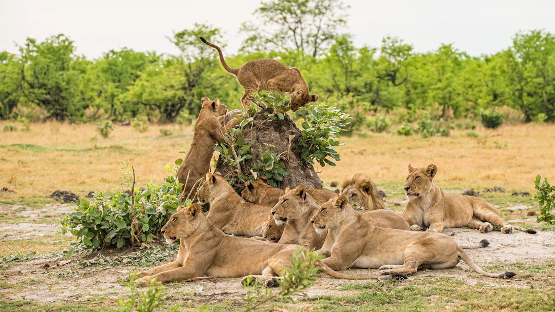 5-Day Luxury Botswana Travel Itinerary & Elite Routes