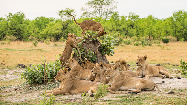 5-Day Luxury Botswana Travel Itinerary & Elite Routes