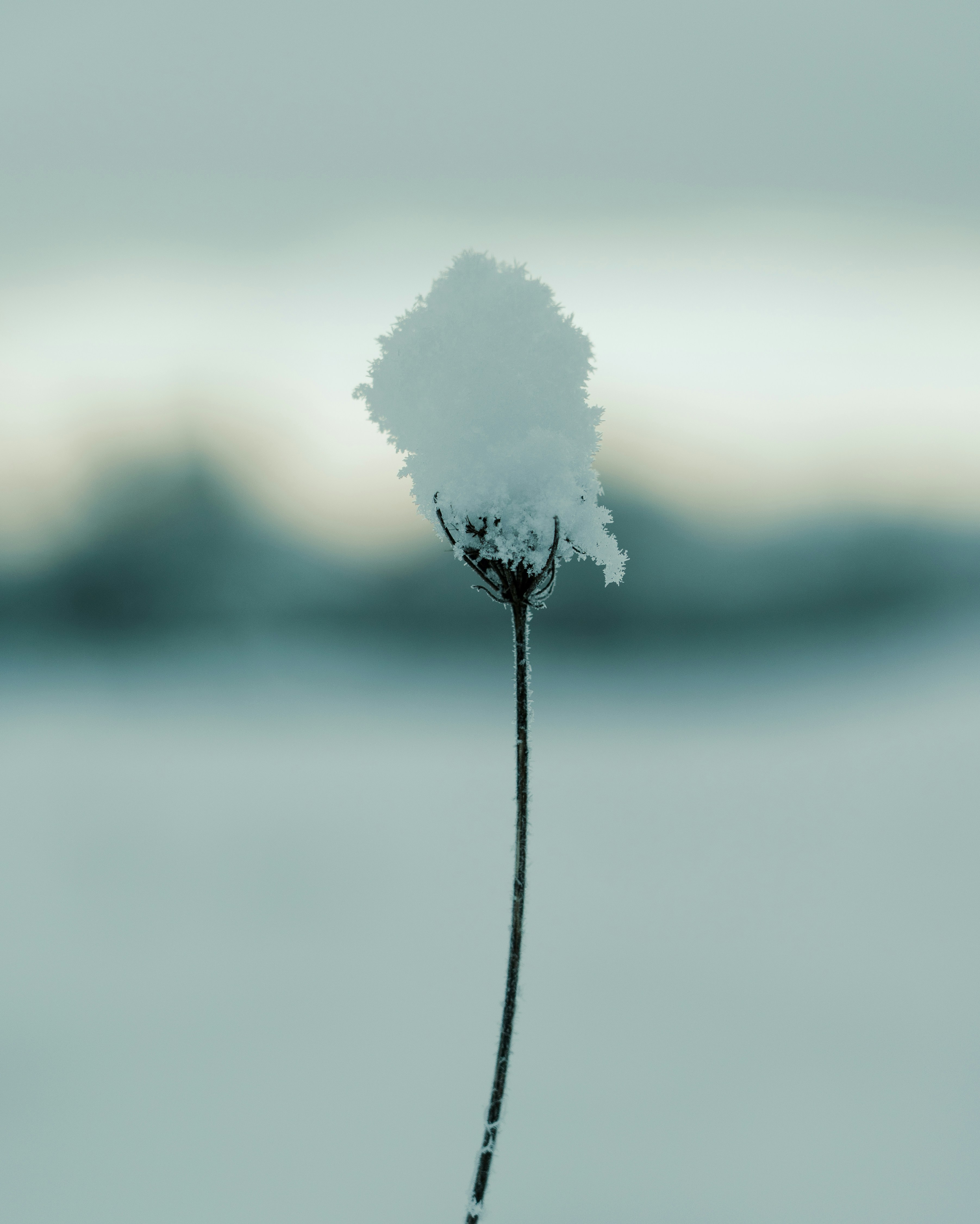 a snow covered plant with a blurry background